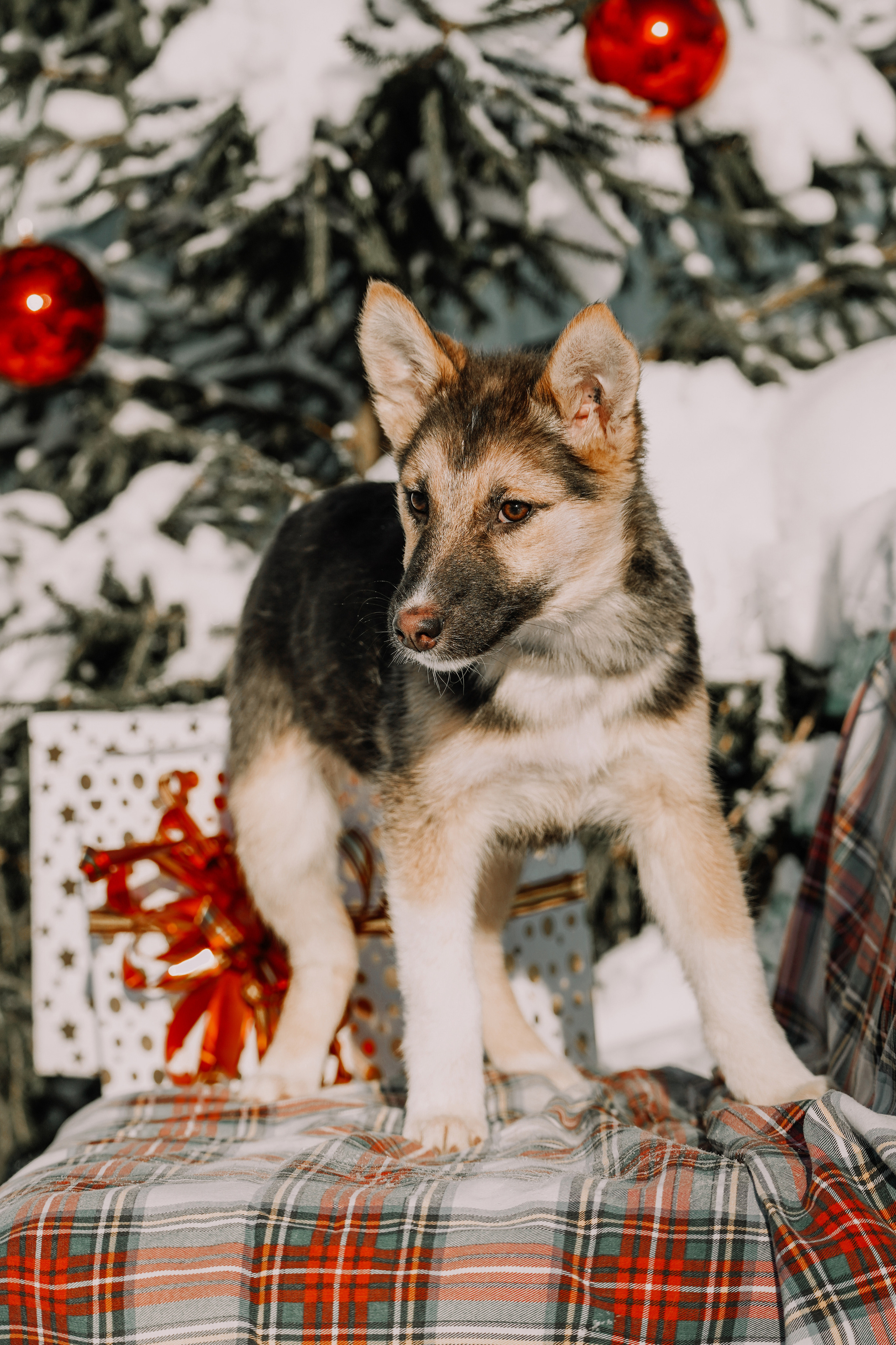 Подопечные приюта. Фотограф-анималист Анастасия Большакова
