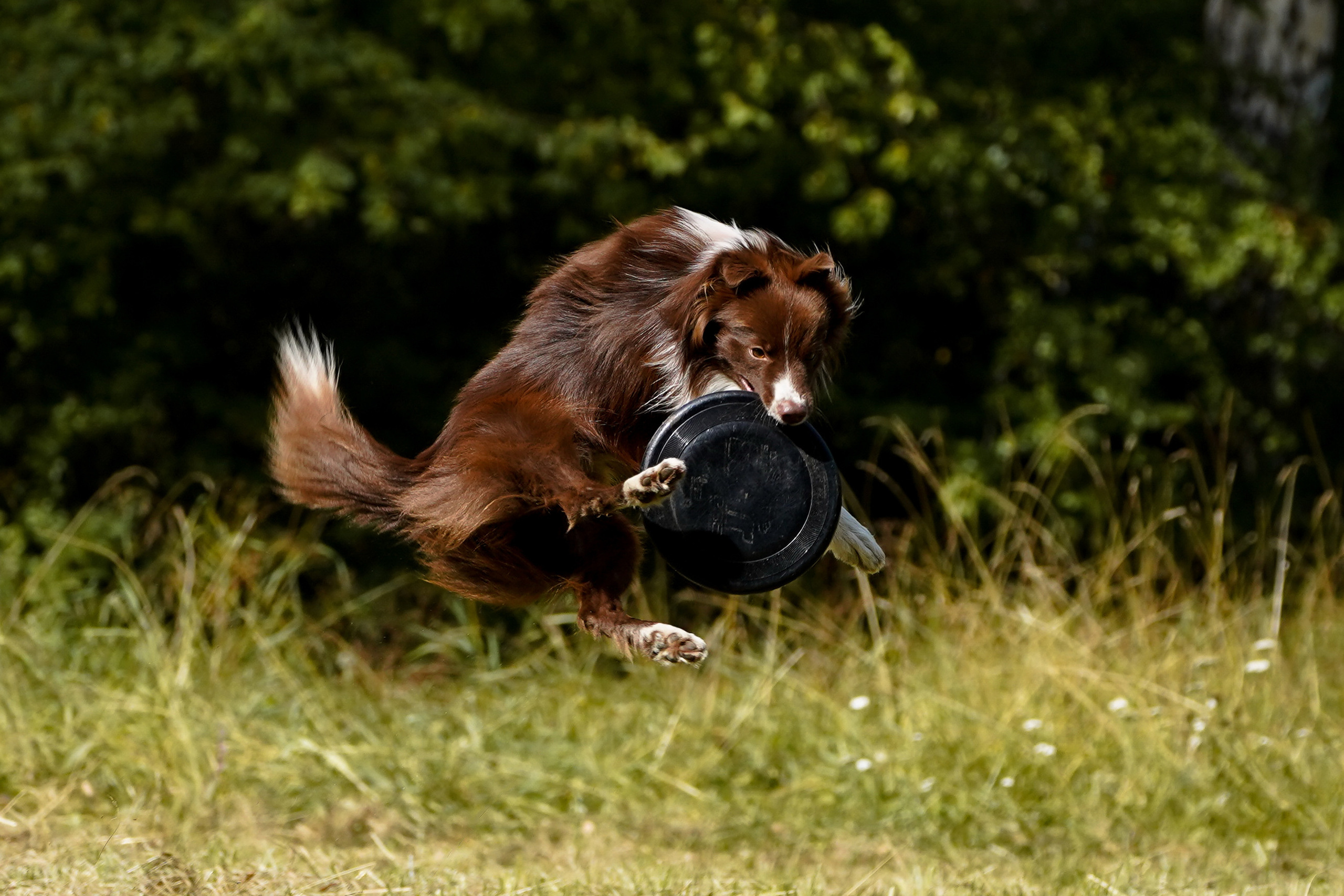Фризби 27.08.23, Екатеринбург. Фотограф-анималист Анастасия Большакова