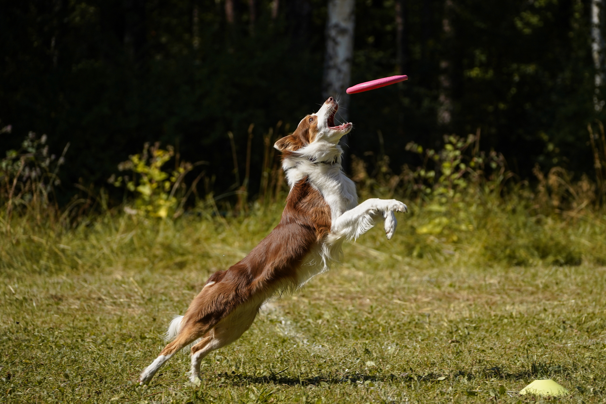 Фризби 27.08.23, Екатеринбург. Фотограф-анималист Анастасия Большакова