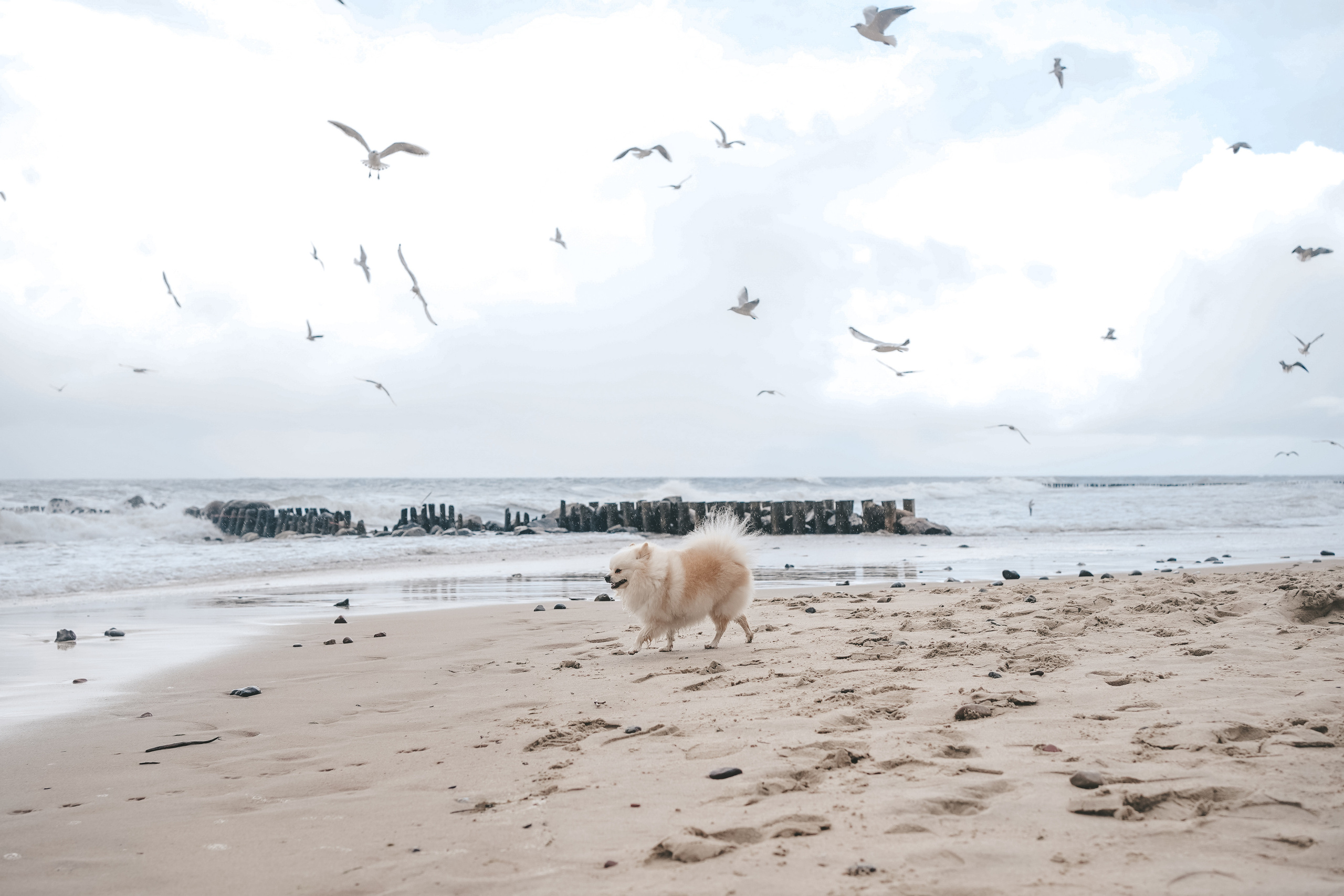 Шпиц. г. Зеленоградск. Фотограф-анималист Анастасия Большакова