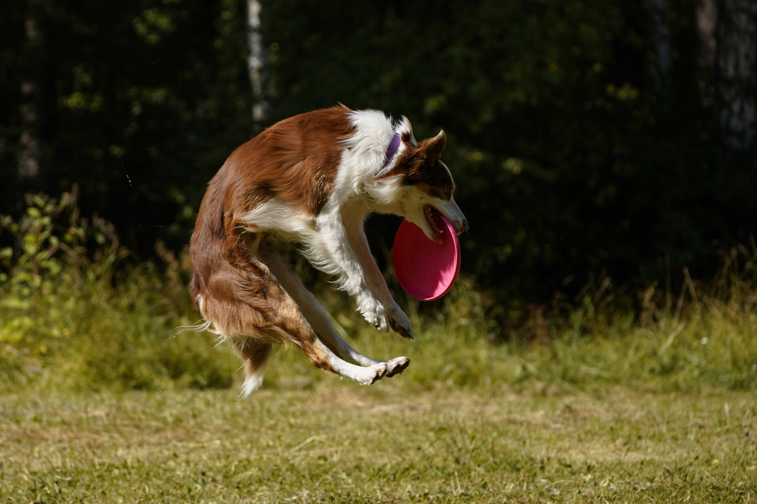 Фризби 27.08.23, Екатеринбург. Фотограф-анималист Анастасия Большакова