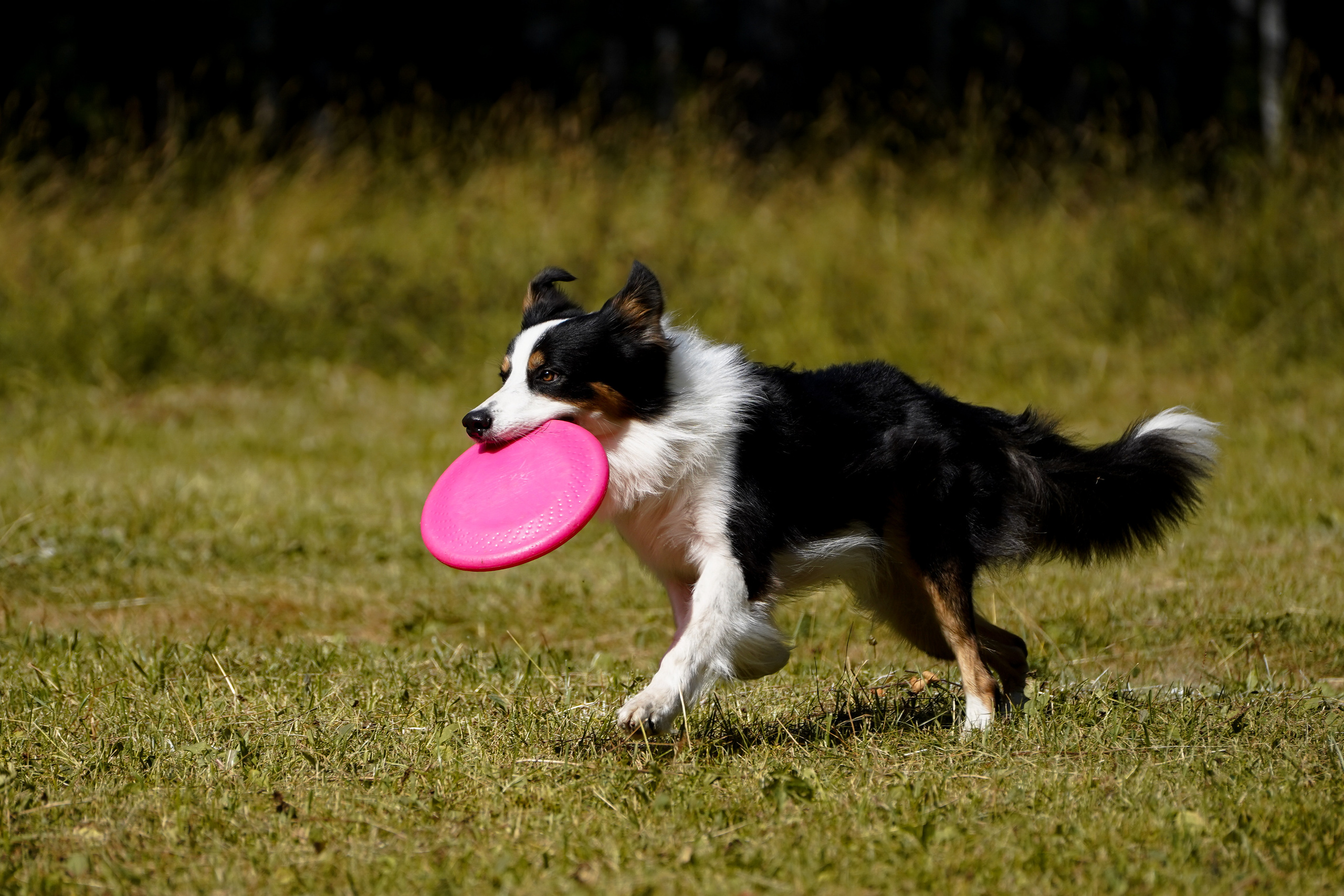 Фризби 27.08.23, Екатеринбург. Фотограф-анималист Анастасия Большакова