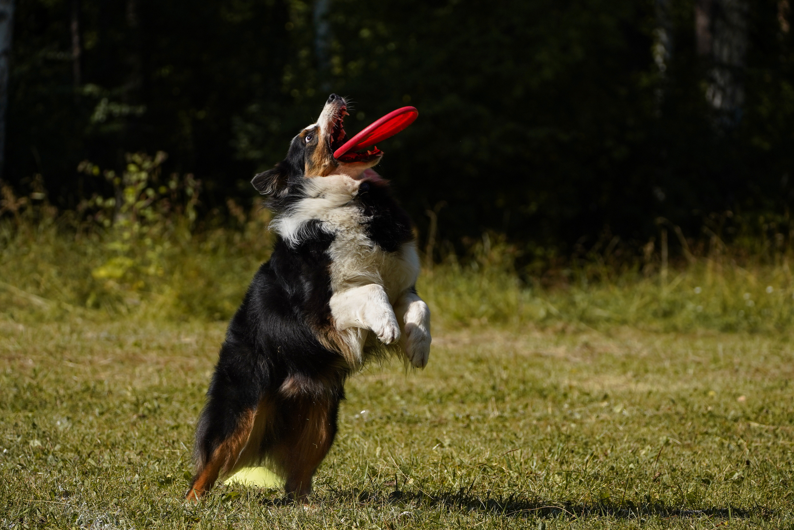 Фризби 27.08.23, Екатеринбург. Фотограф-анималист Анастасия Большакова