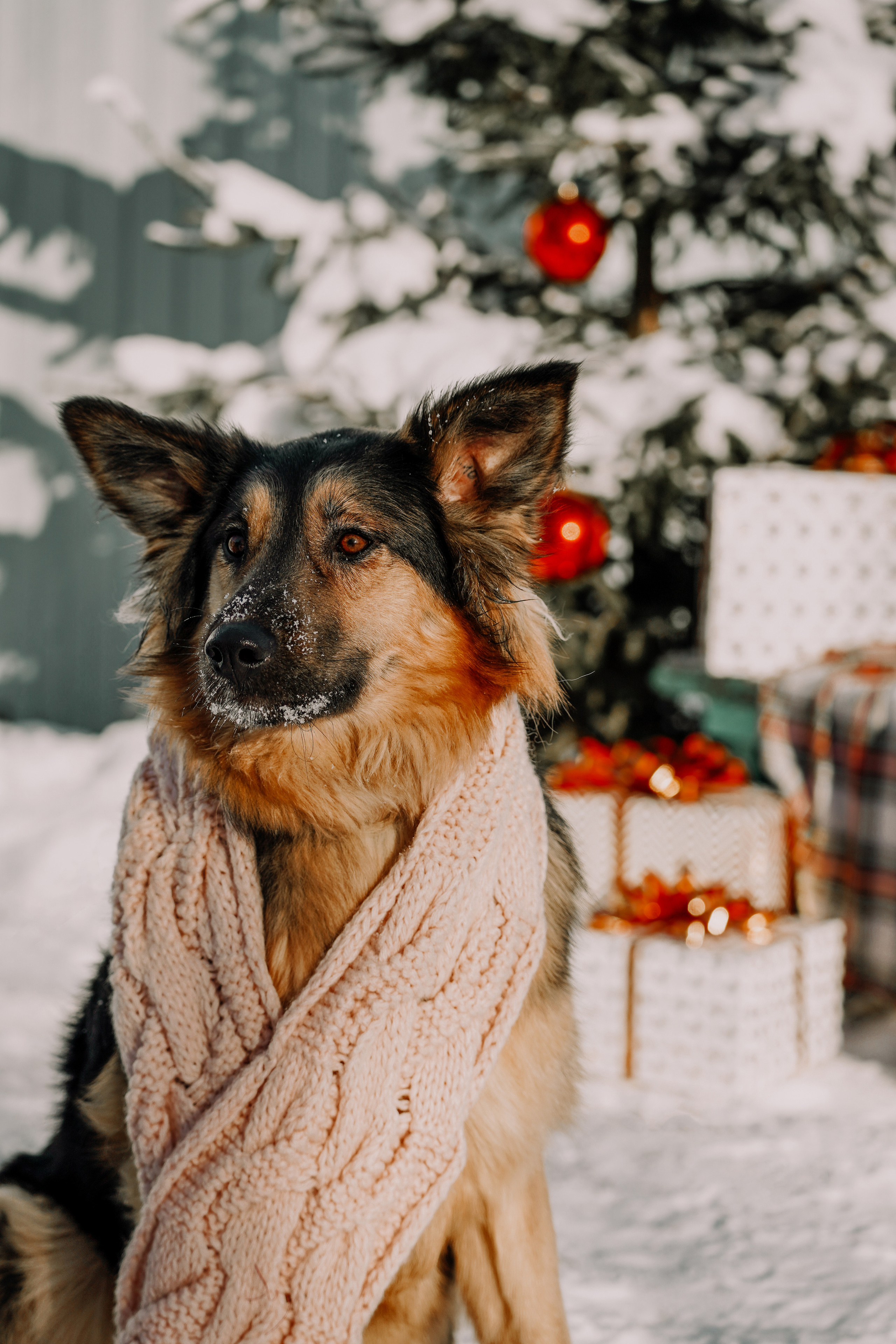 Подопечные приюта. Фотограф-анималист Анастасия Большакова