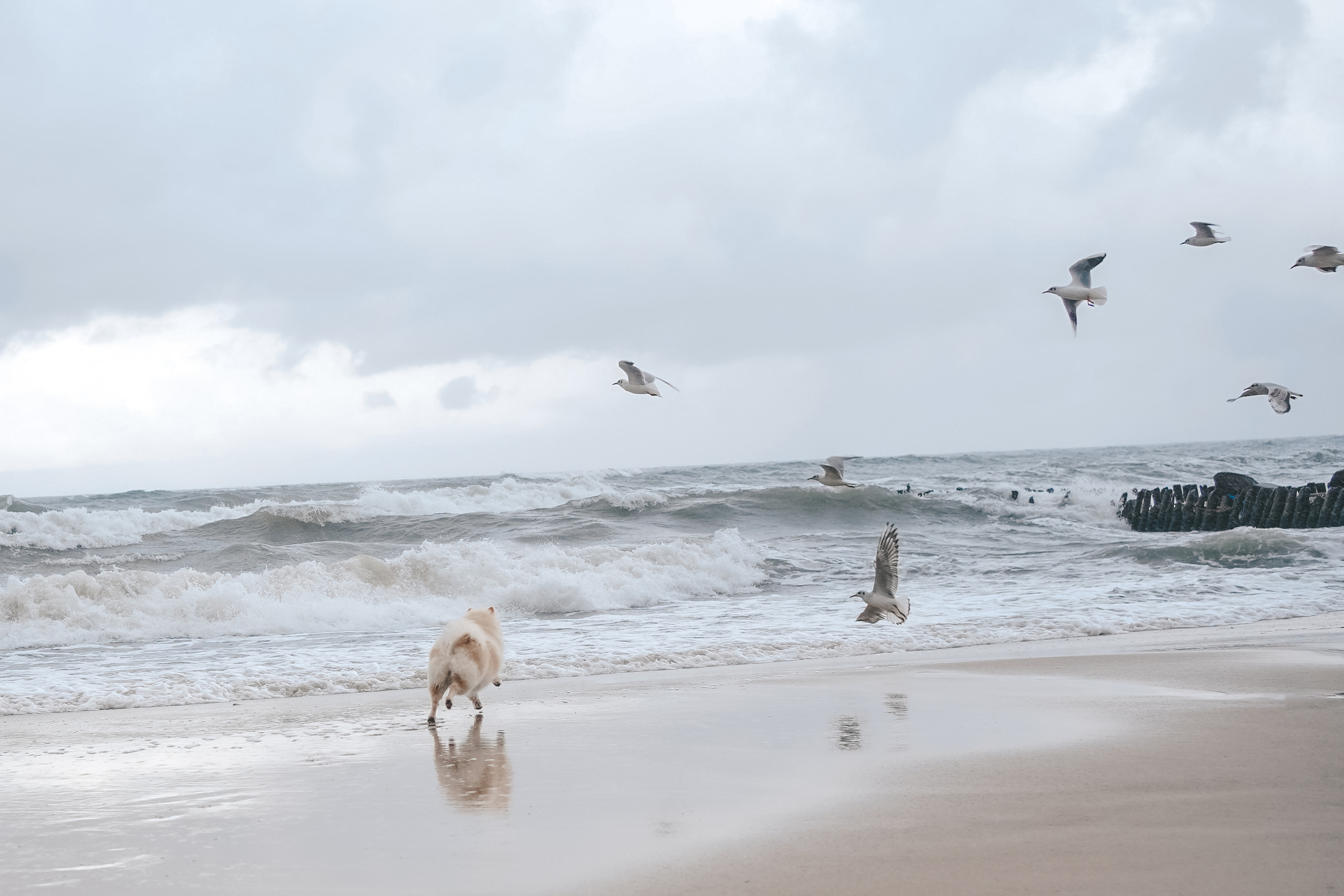 Шпиц. г. Зеленоградск. Фотограф-анималист Анастасия Большакова