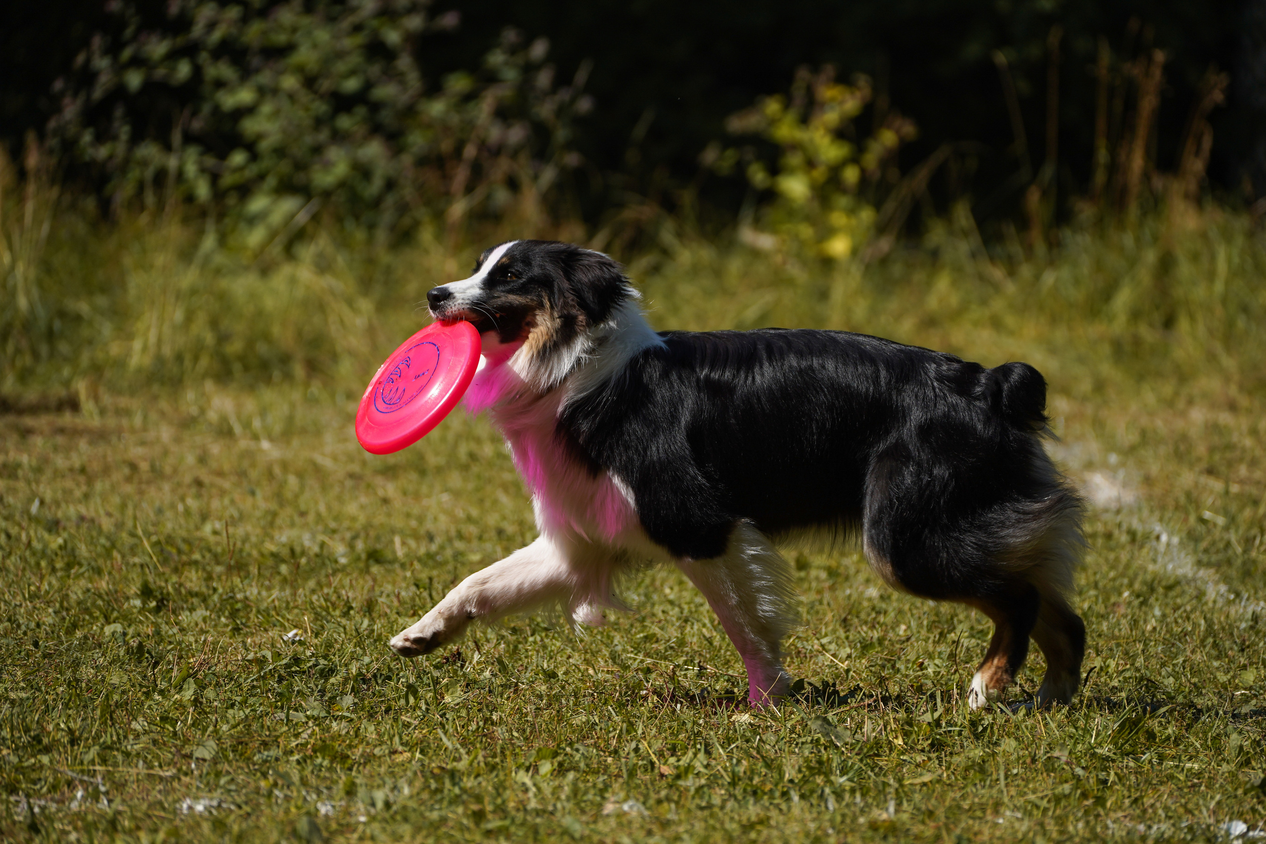 Фризби 27.08.23, Екатеринбург. Фотограф-анималист Анастасия Большакова