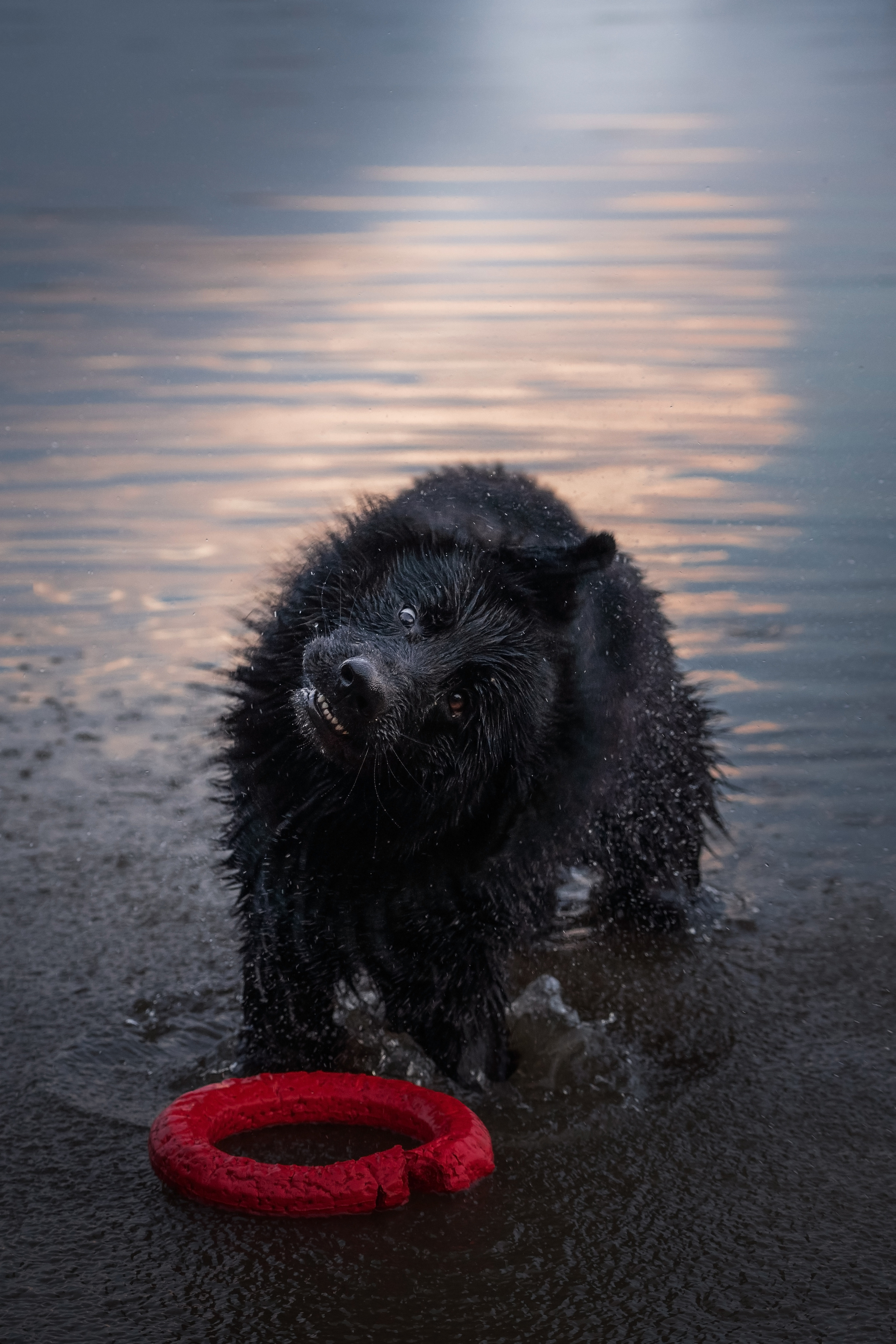 Кай. Фотограф-анималист Анастасия Большакова