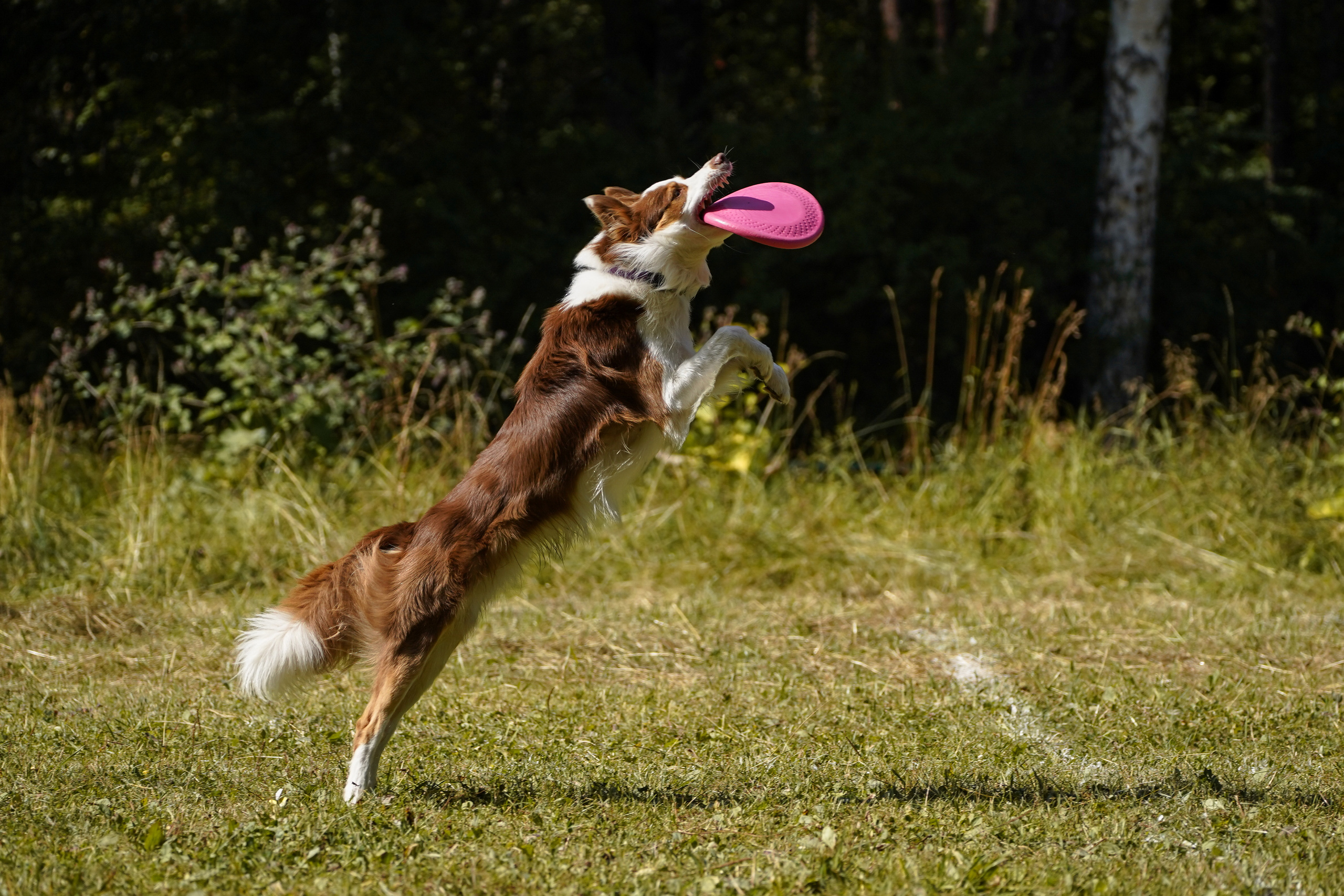 Фризби 27.08.23, Екатеринбург. Фотограф-анималист Анастасия Большакова