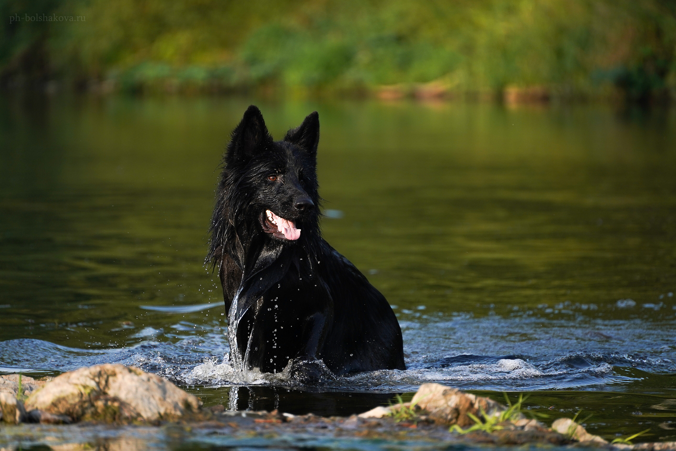 Кай. Фотограф-анималист Анастасия Большакова