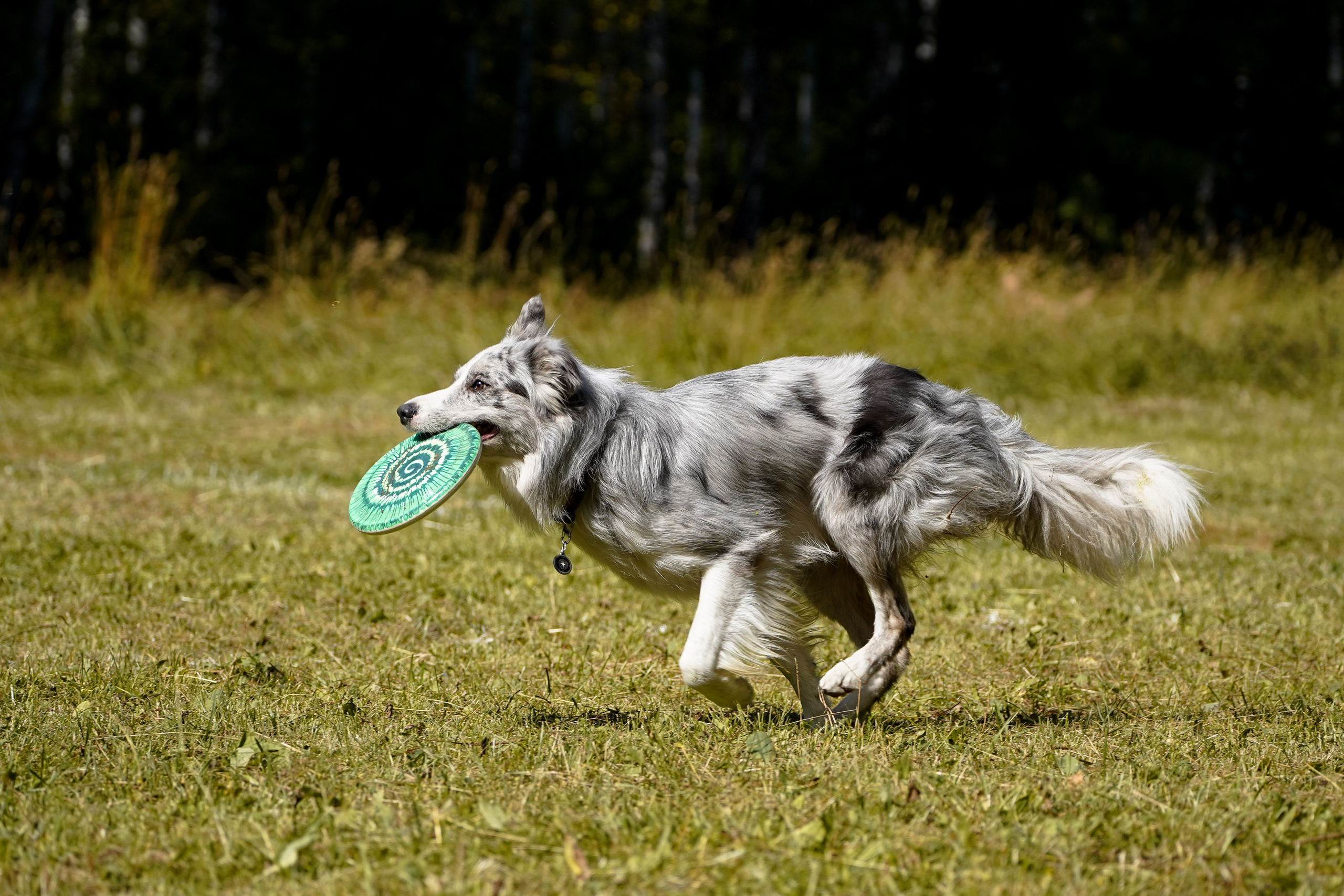 Фризби 27.08.23, Екатеринбург. Фотограф-анималист Анастасия Большакова