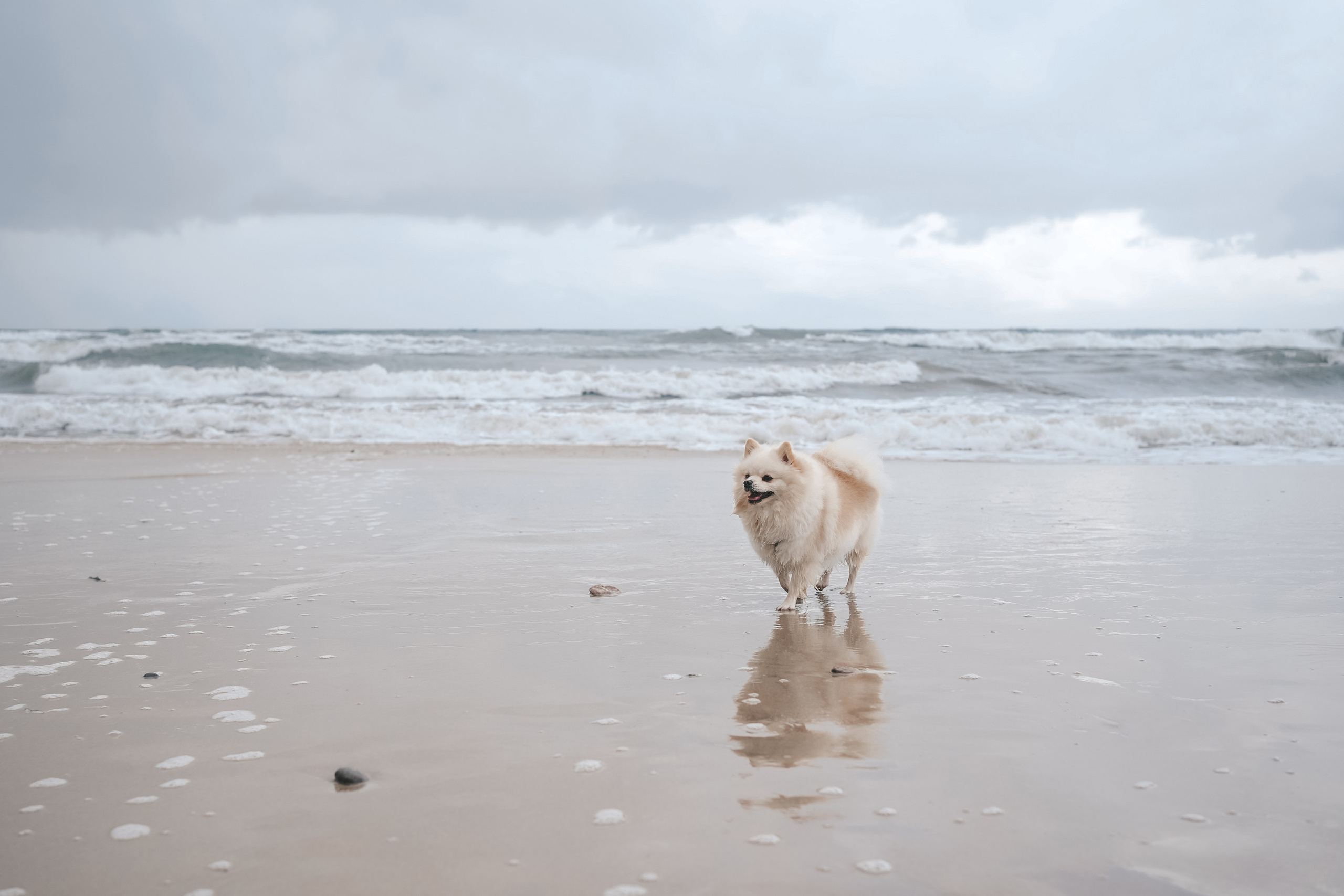 Шпиц. г. Зеленоградск. Фотограф-анималист Анастасия Большакова