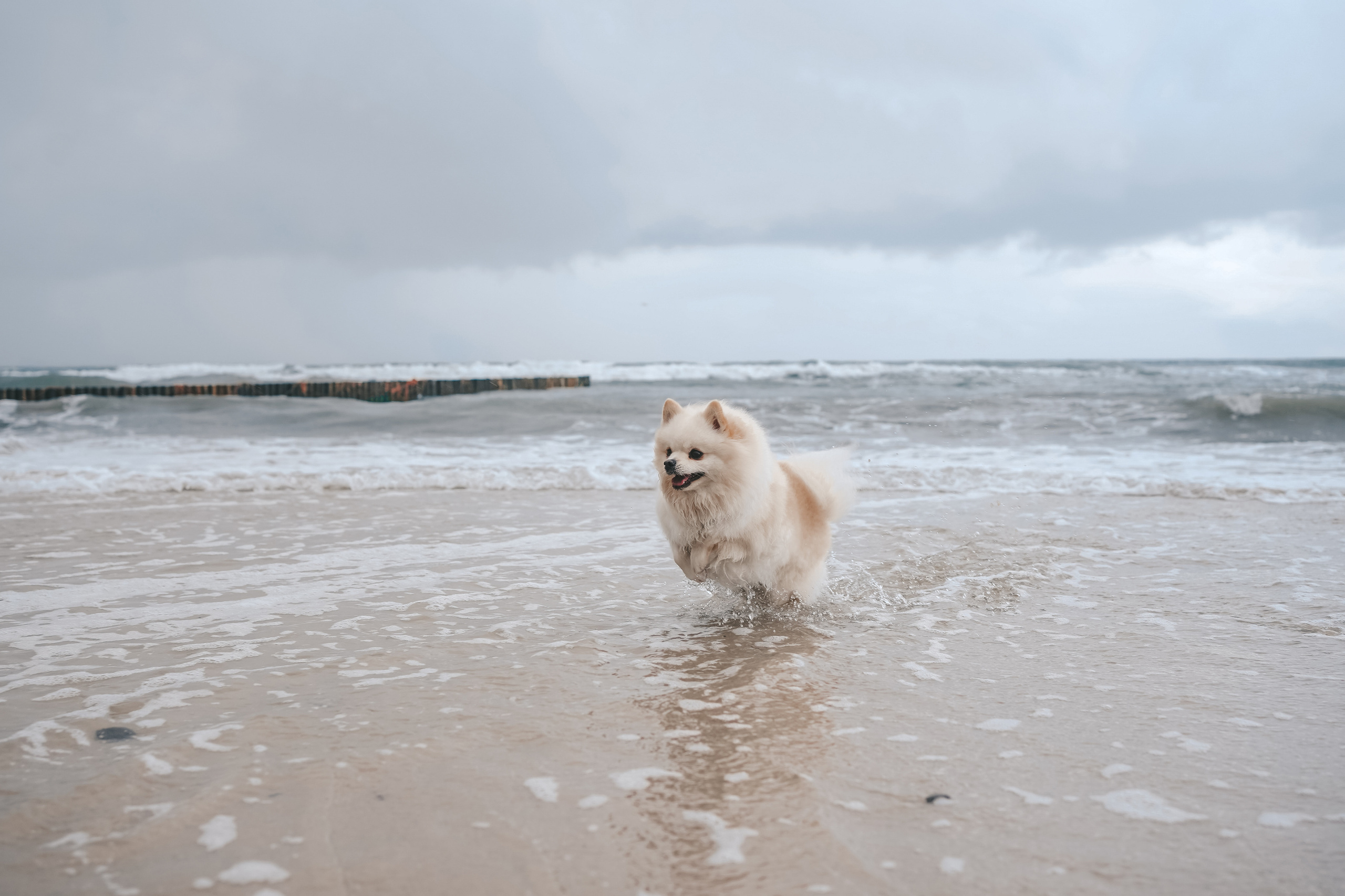 Шпиц. г. Зеленоградск. Фотограф-анималист Анастасия Большакова