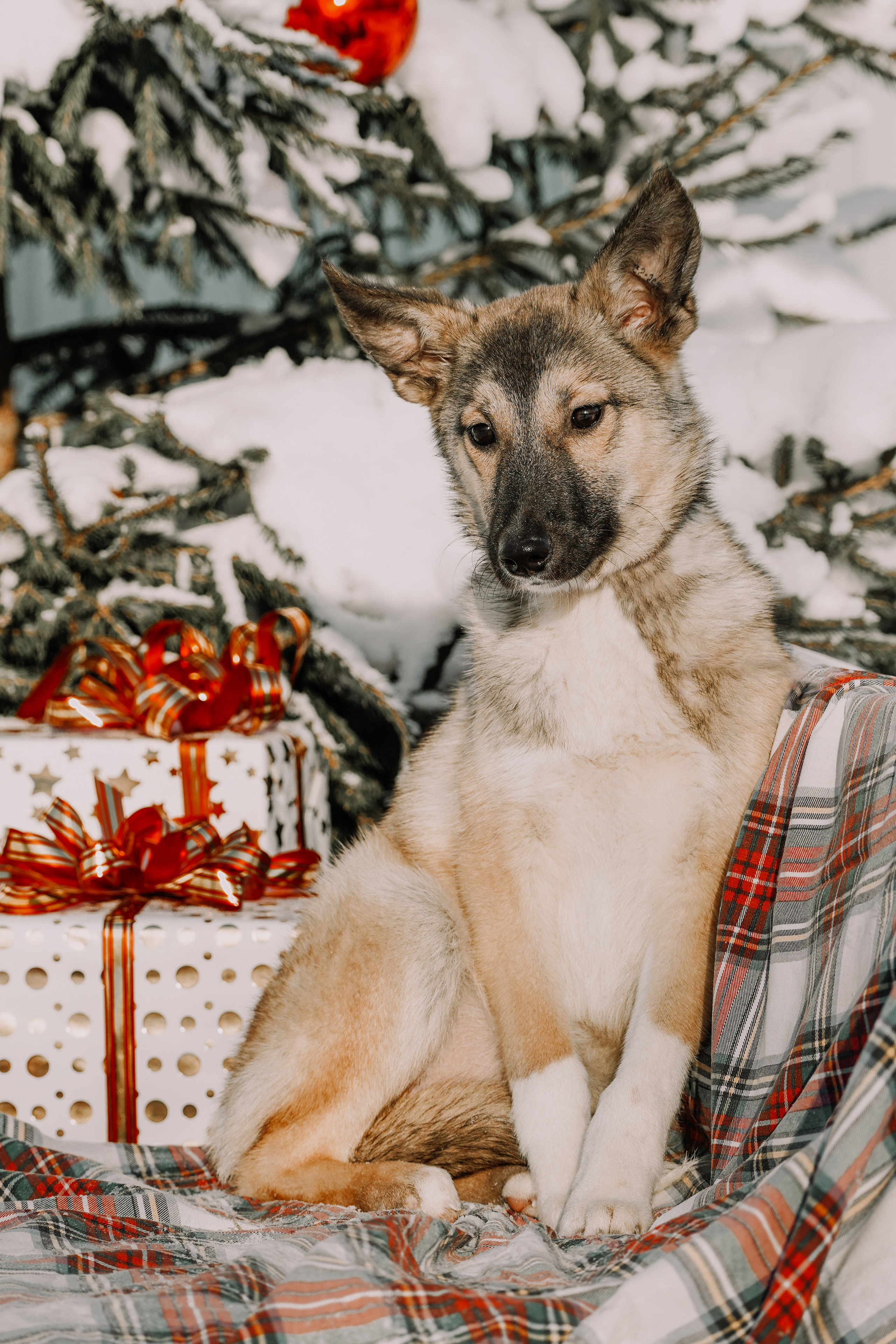 Подопечные приюта. Фотограф-анималист Анастасия Большакова
