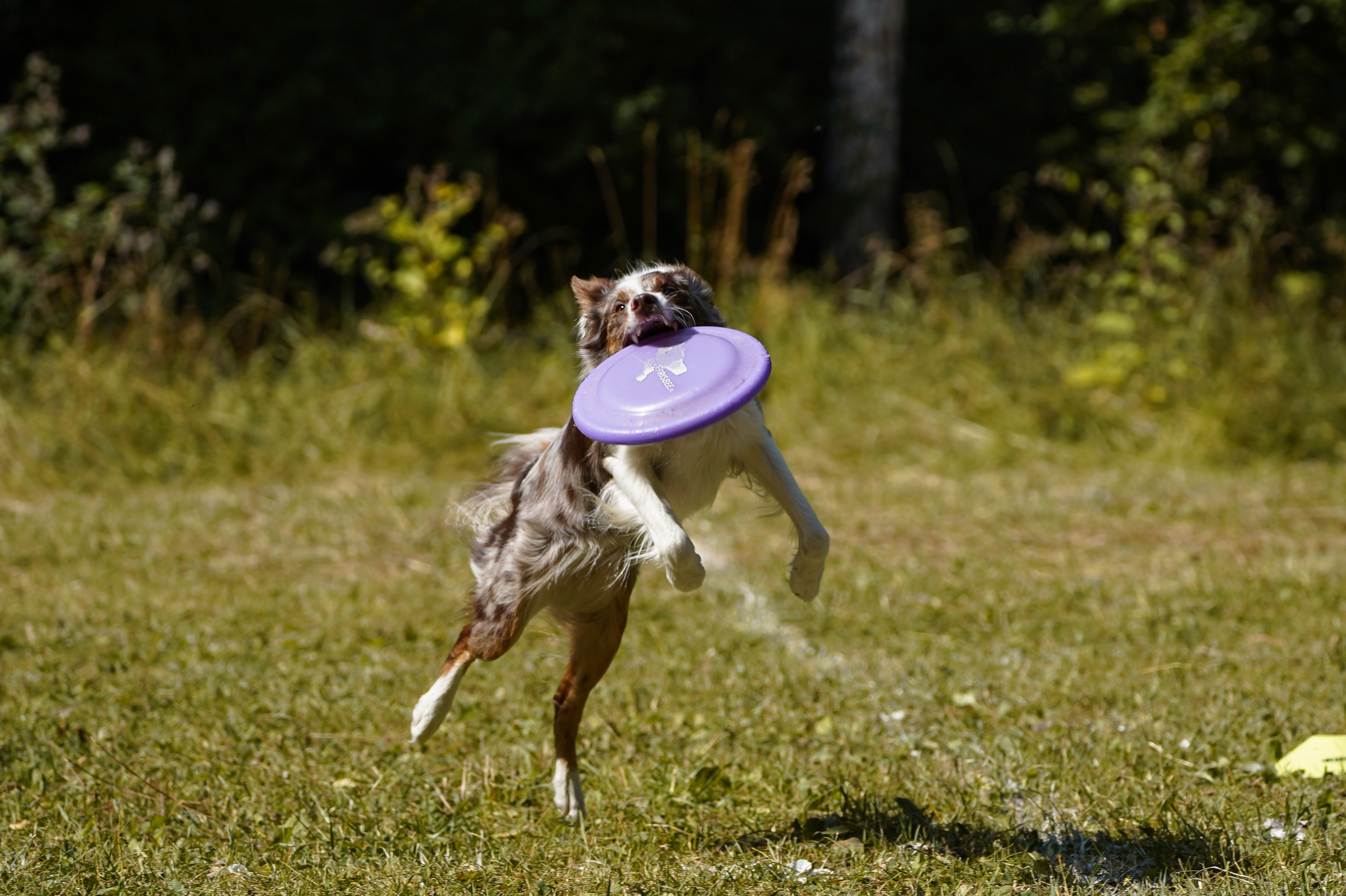 Фризби 27.08.23, Екатеринбург. Фотограф-анималист Анастасия Большакова