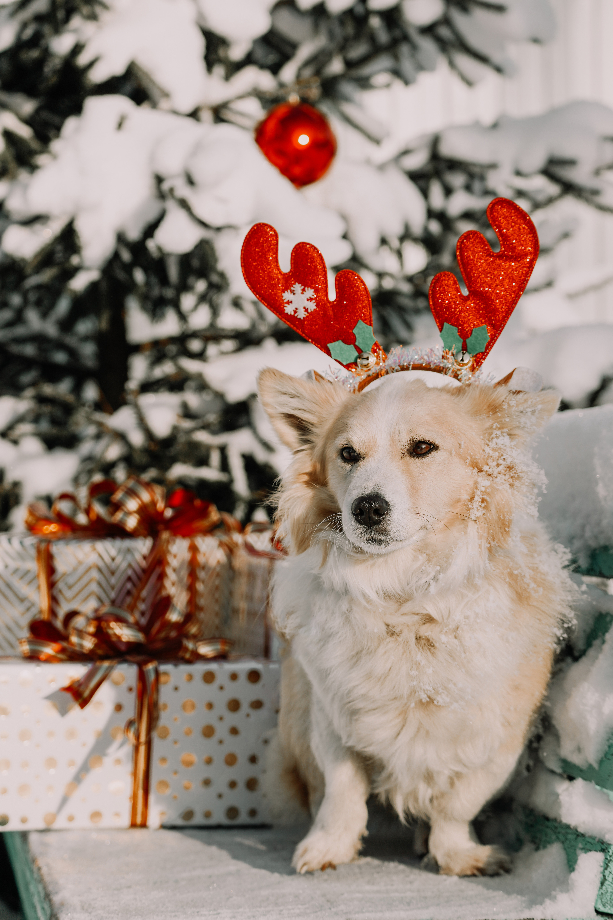 Подопечные приюта. Фотограф-анималист Анастасия Большакова