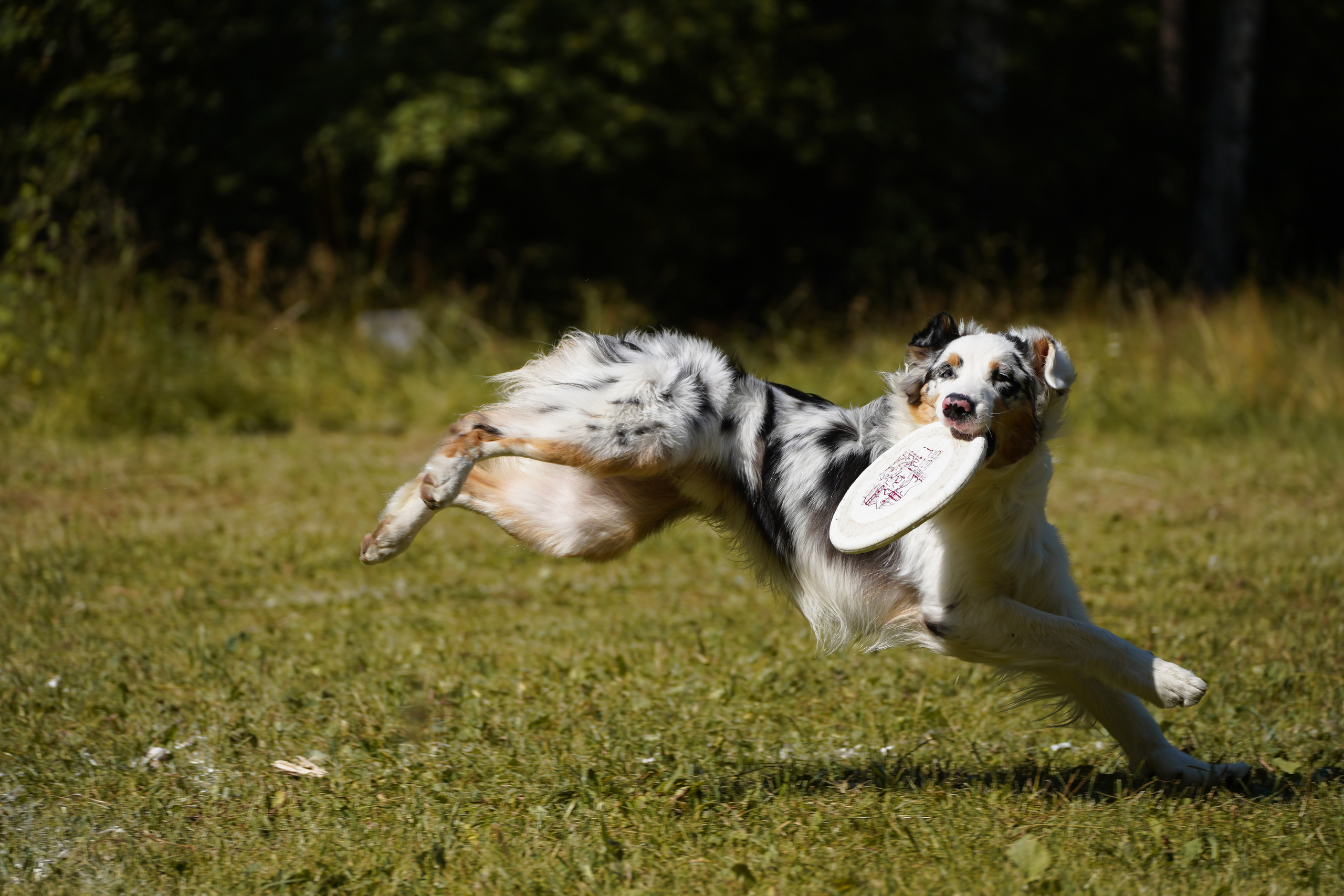 Фризби 27.08.23, Екатеринбург. Фотограф-анималист Анастасия Большакова
