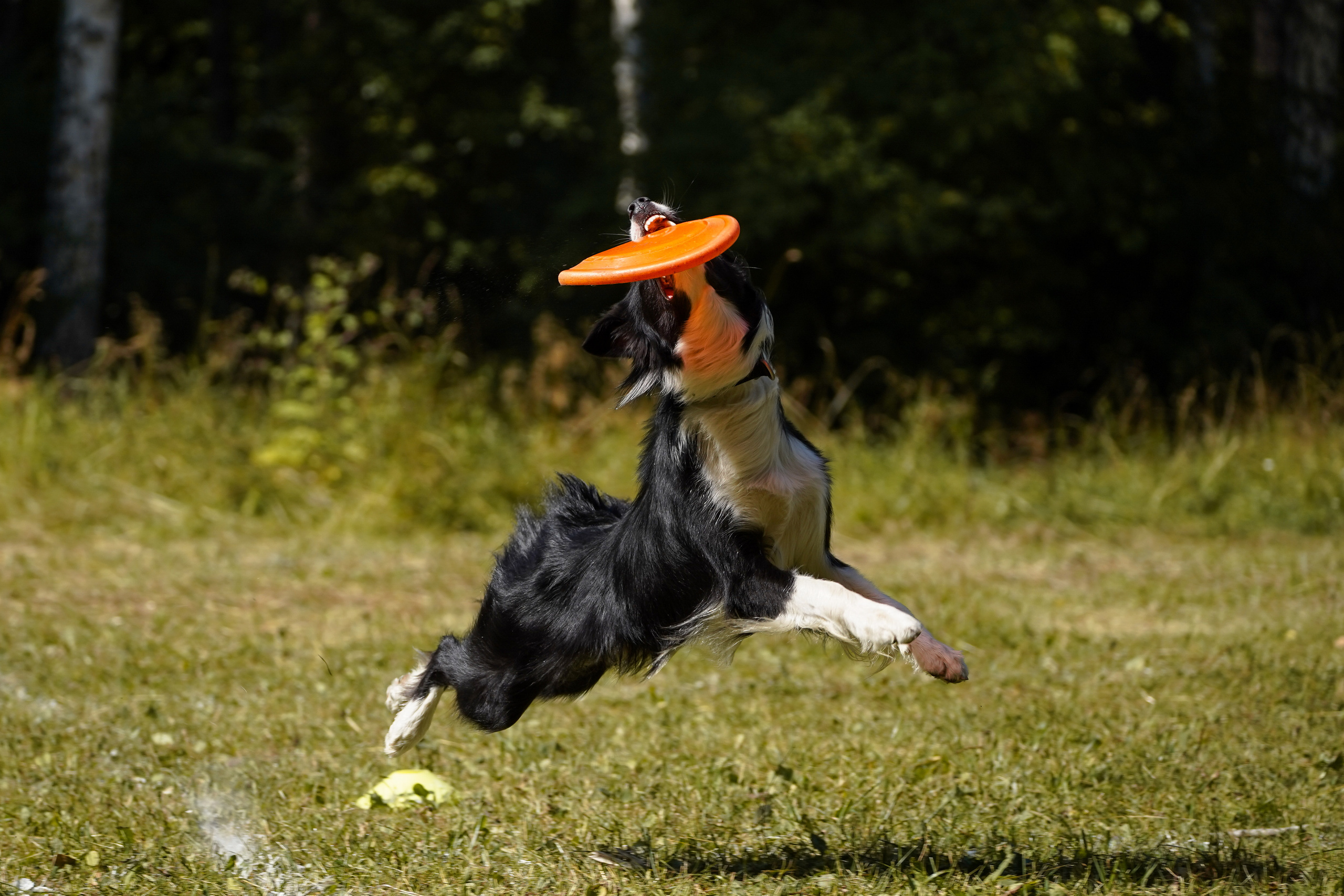 Фризби 27.08.23, Екатеринбург. Фотограф-анималист Анастасия Большакова