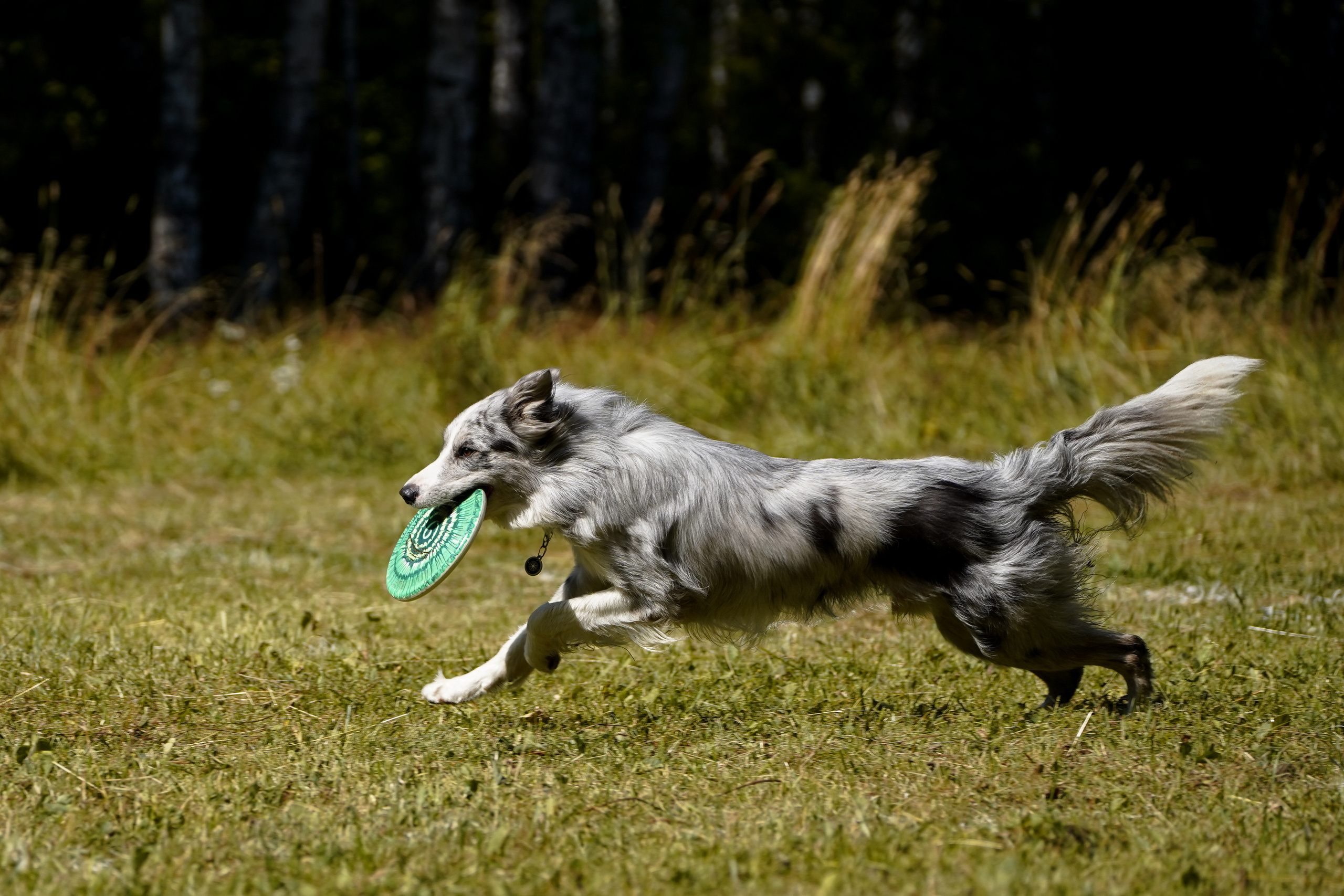 Фризби 27.08.23, Екатеринбург. Фотограф-анималист Анастасия Большакова