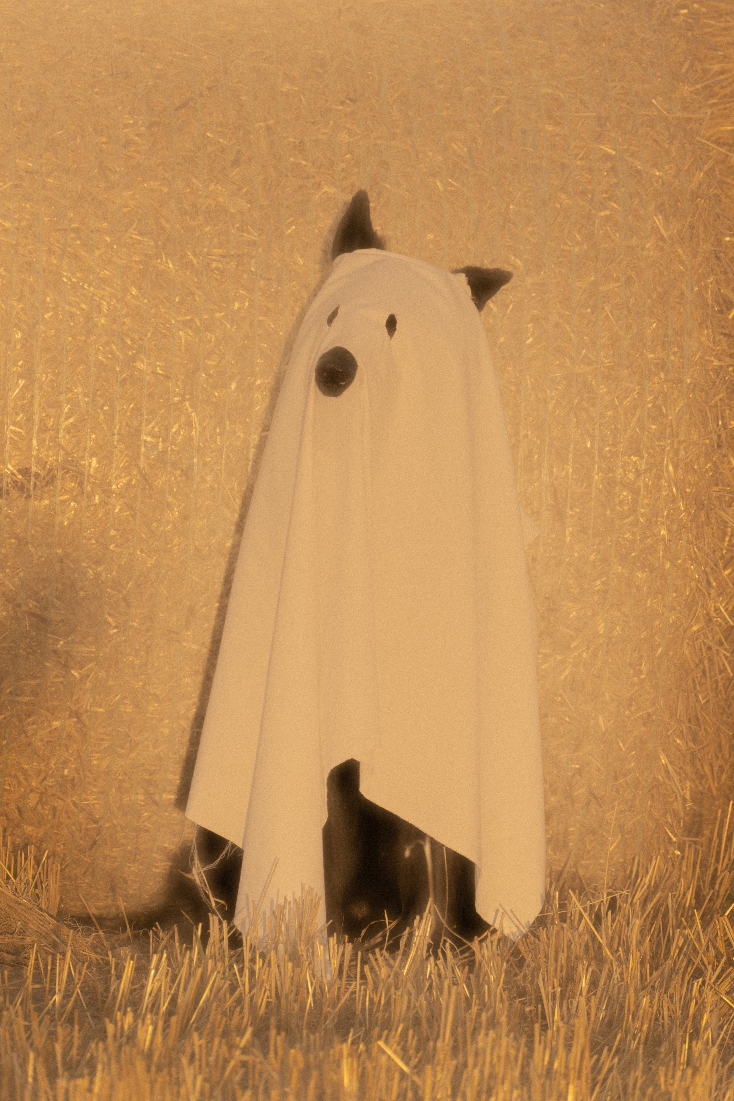 Ghosts. Фотограф-анималист Анастасия Большакова