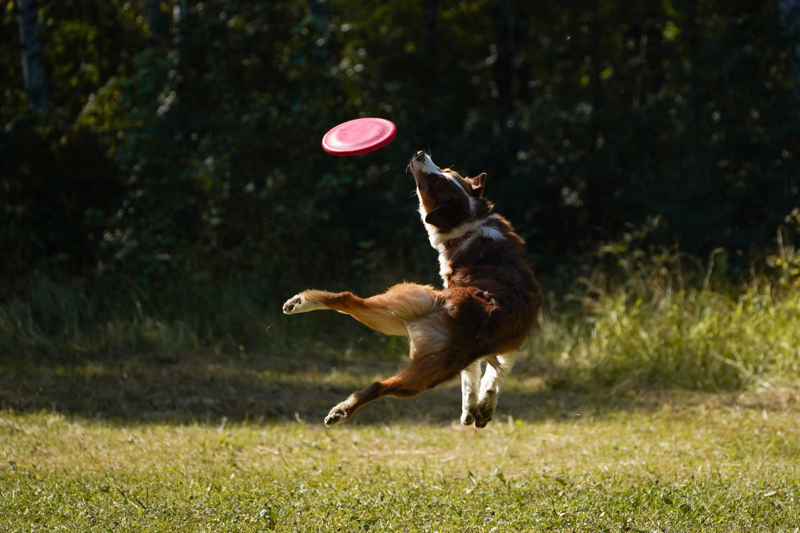 Фризби 27.08.23, Екатеринбург. Фотограф-анималист Анастасия Большакова
