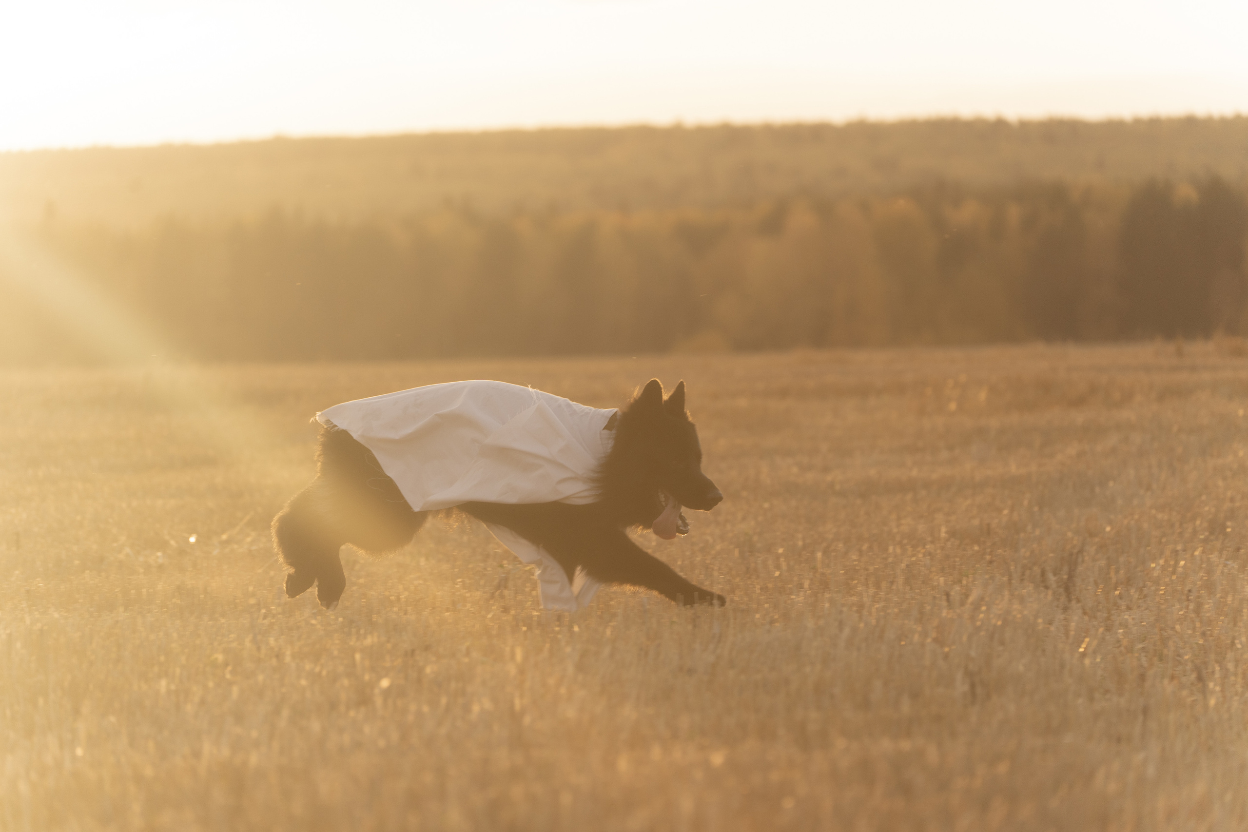 Ghosts. Фотограф-анималист Анастасия Большакова