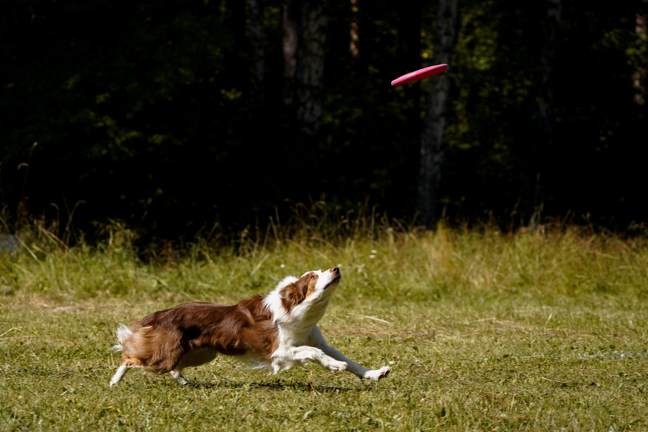 Фризби 27.08.23, Екатеринбург. Фотограф-анималист Анастасия Большакова