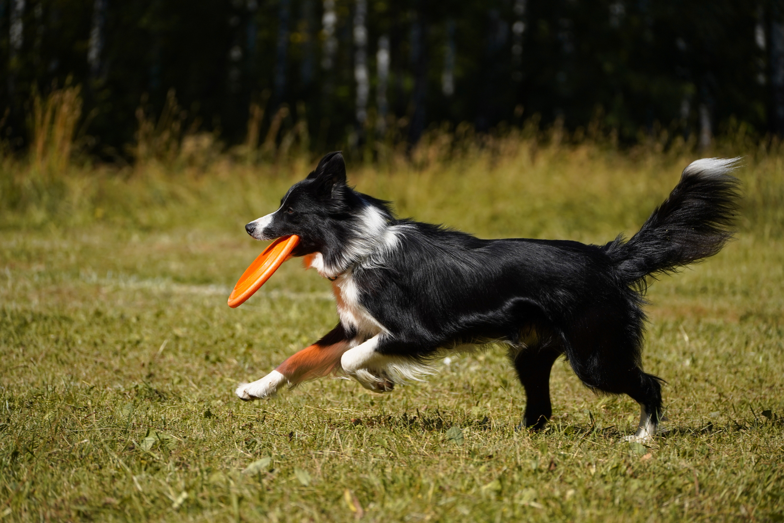 Фризби 27.08.23, Екатеринбург. Фотограф-анималист Анастасия Большакова