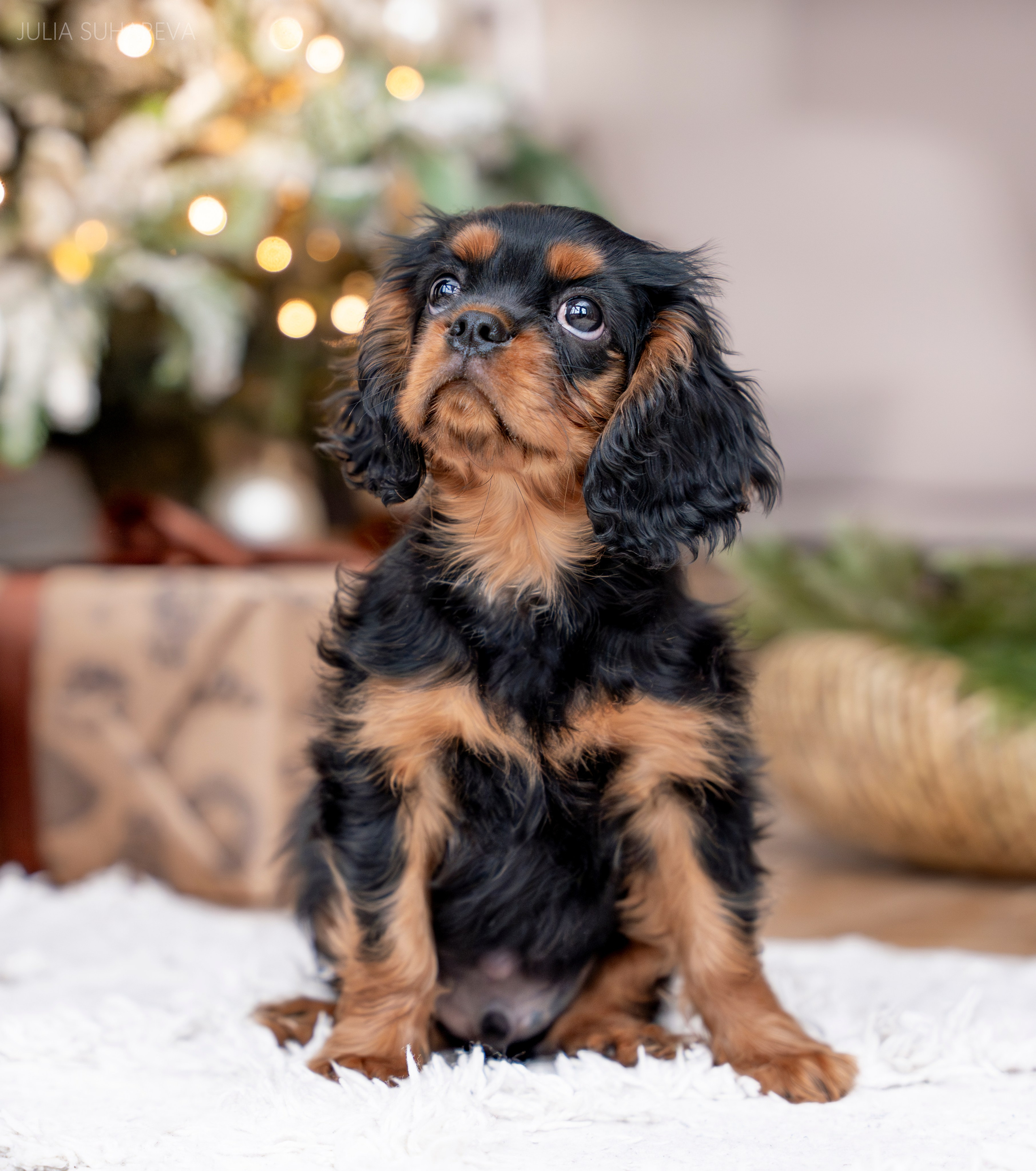 Щенки Кавалер кинг-чарльз-спаниель (Новый год). Главная