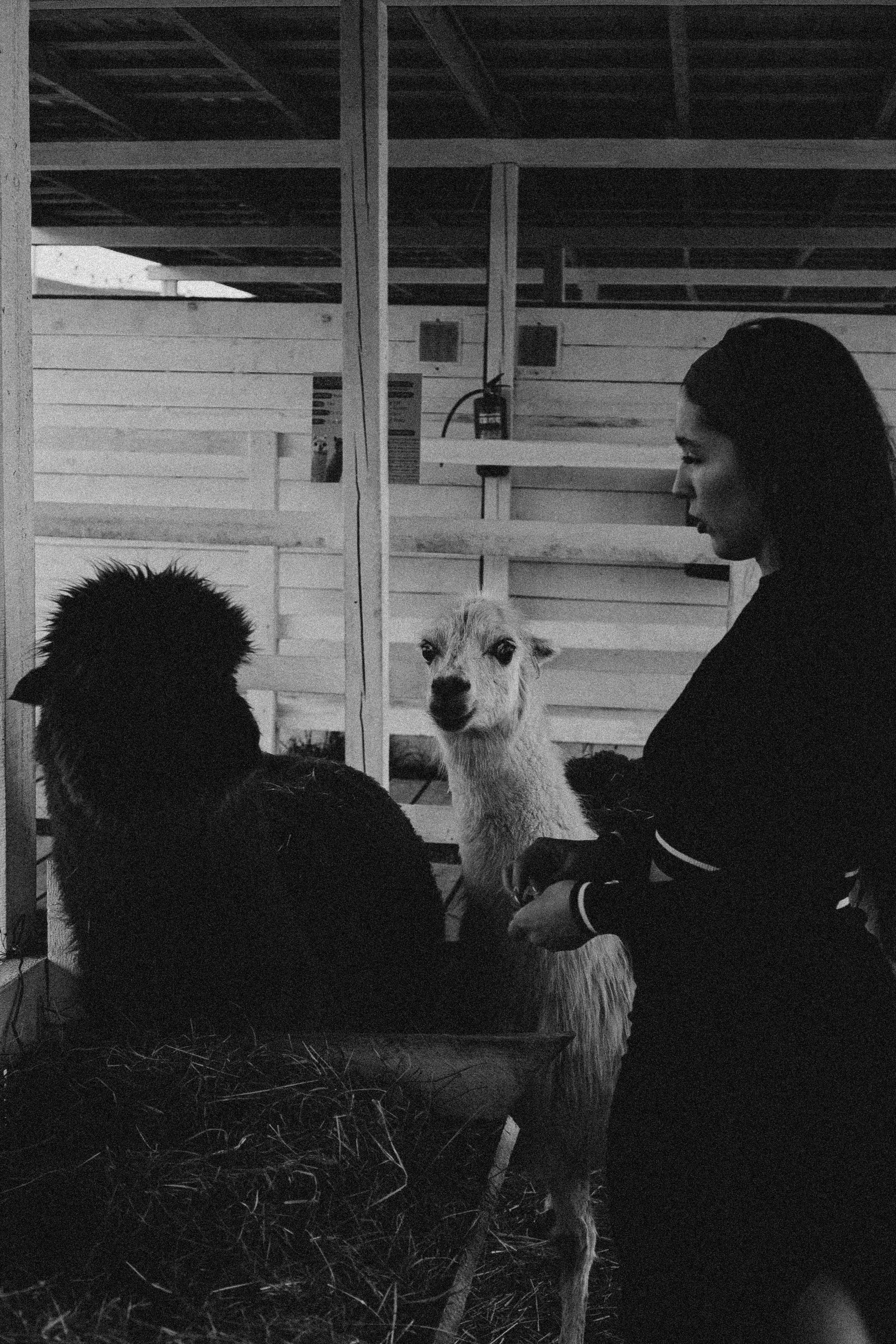 Ферма Альпак. Профессиональный фотограф, Санкт-Петербург — Виктория Богомолова