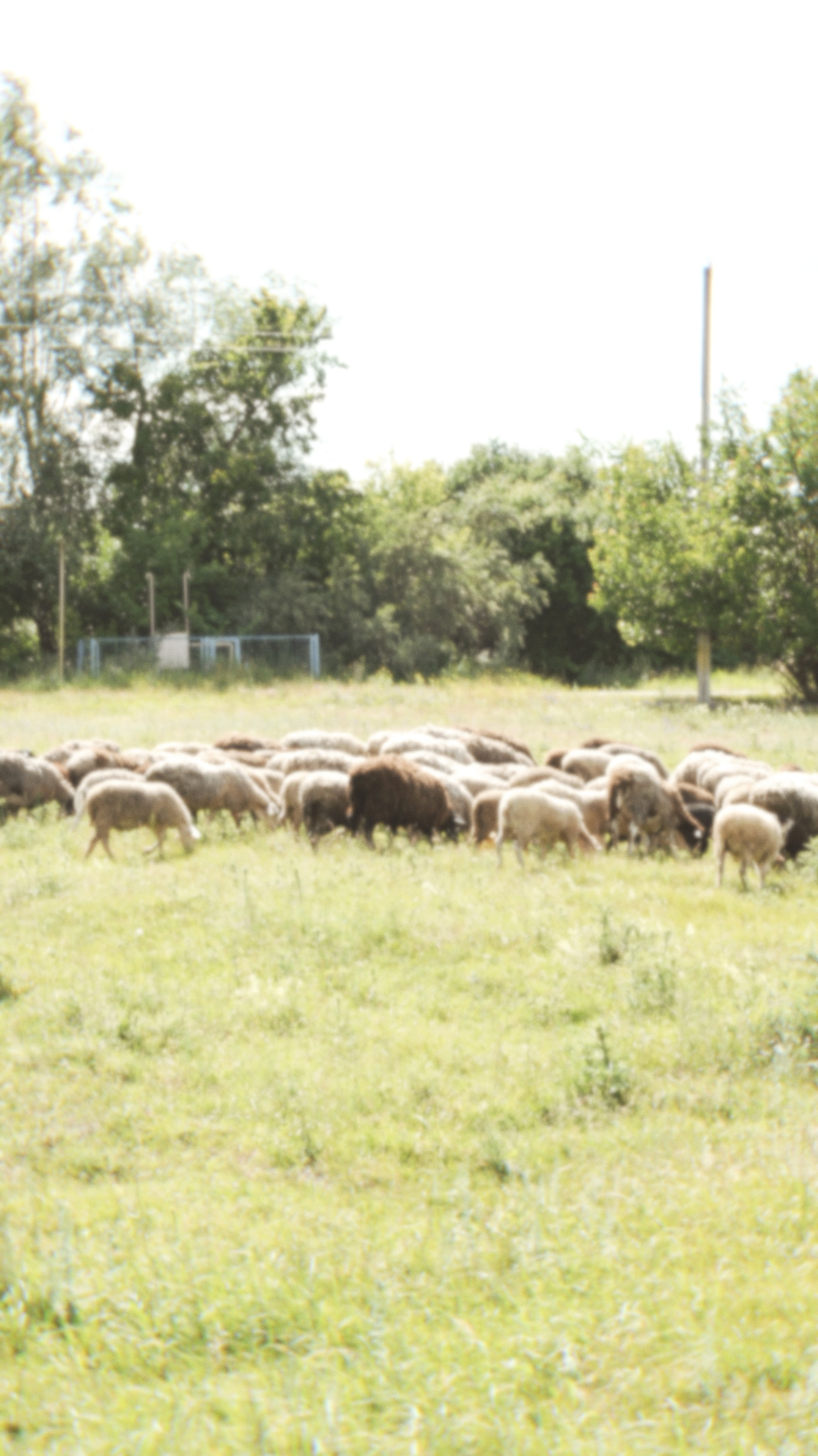 СЕЛЬСКИЙ VOGUE. Кристина Полянская, Видеограф/фотограф Старый Оскол/Воронеж