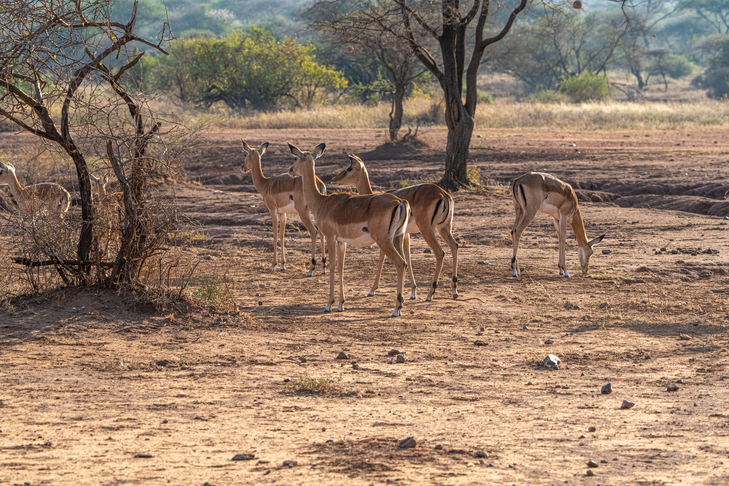 Танзания, сафари, 2025. Творческие сьемки