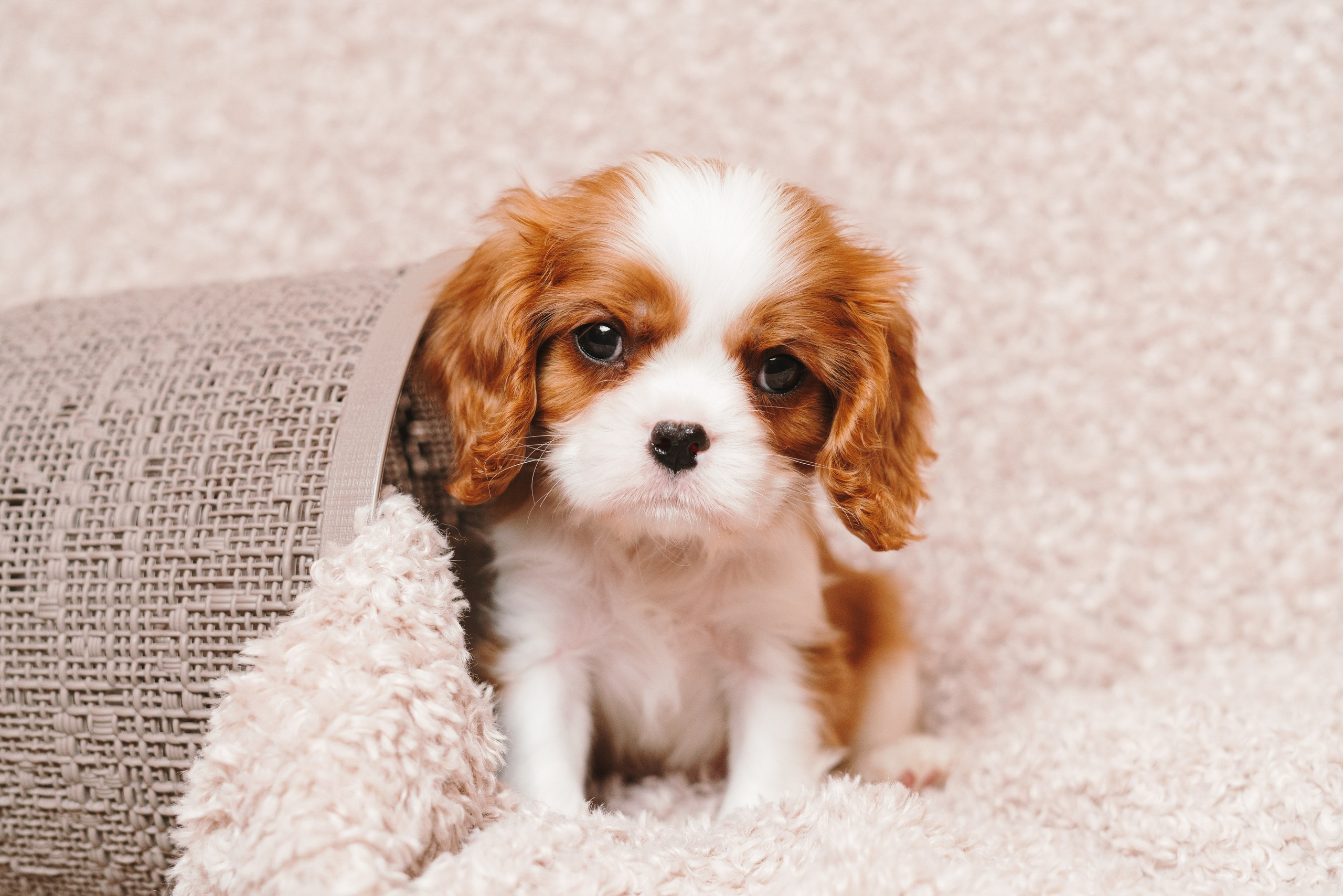 ККЧС. Фотограф анималист Осипчикова Мария