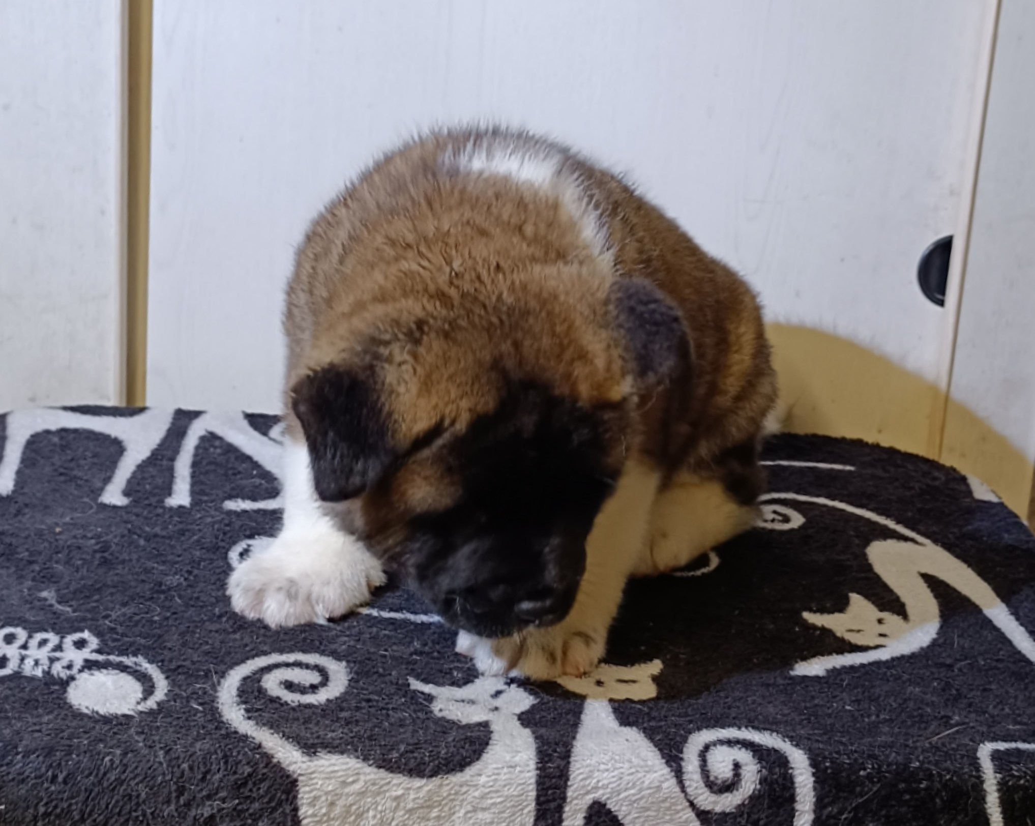 Американская акита  щенки питомник Санкт-Петербург клубные щенки Американская акита питомник RUBYLIGHT Рубилайт купить щенка американской акиты