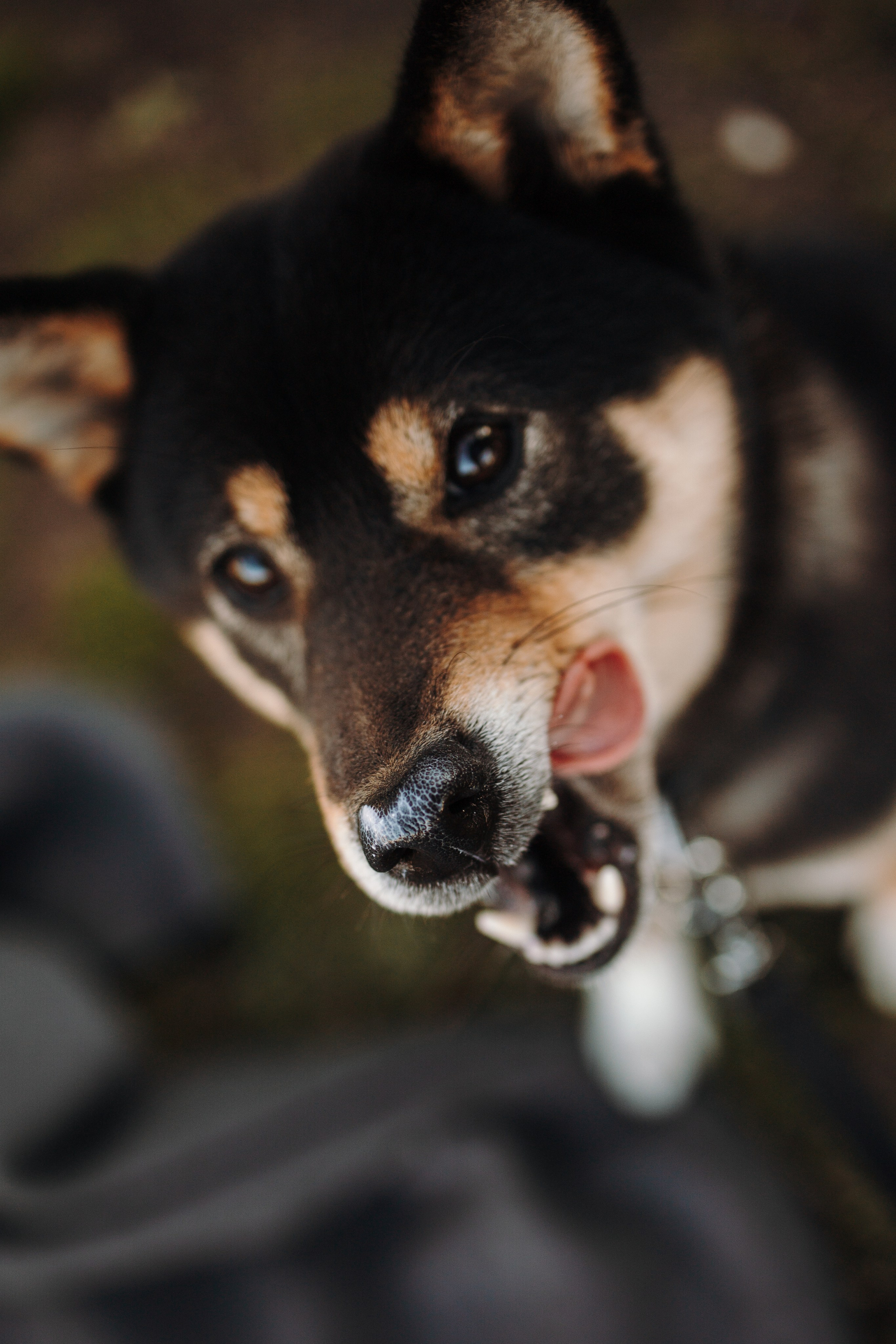 Даша и ее девочки. Фотограф — Анималист | Санкт-Петербург