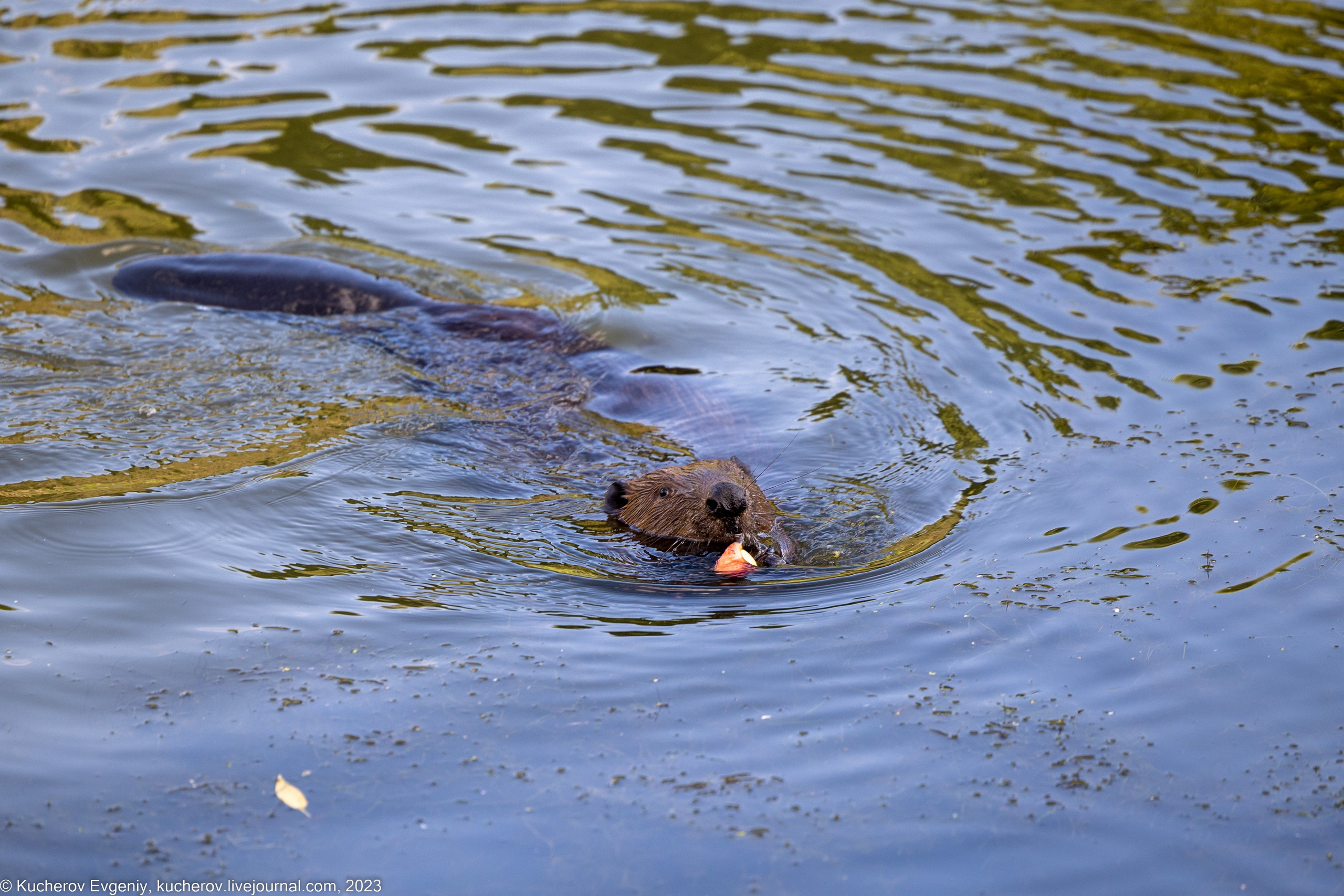 Жизнь бобров. Кучеров Евгений. Фотограф