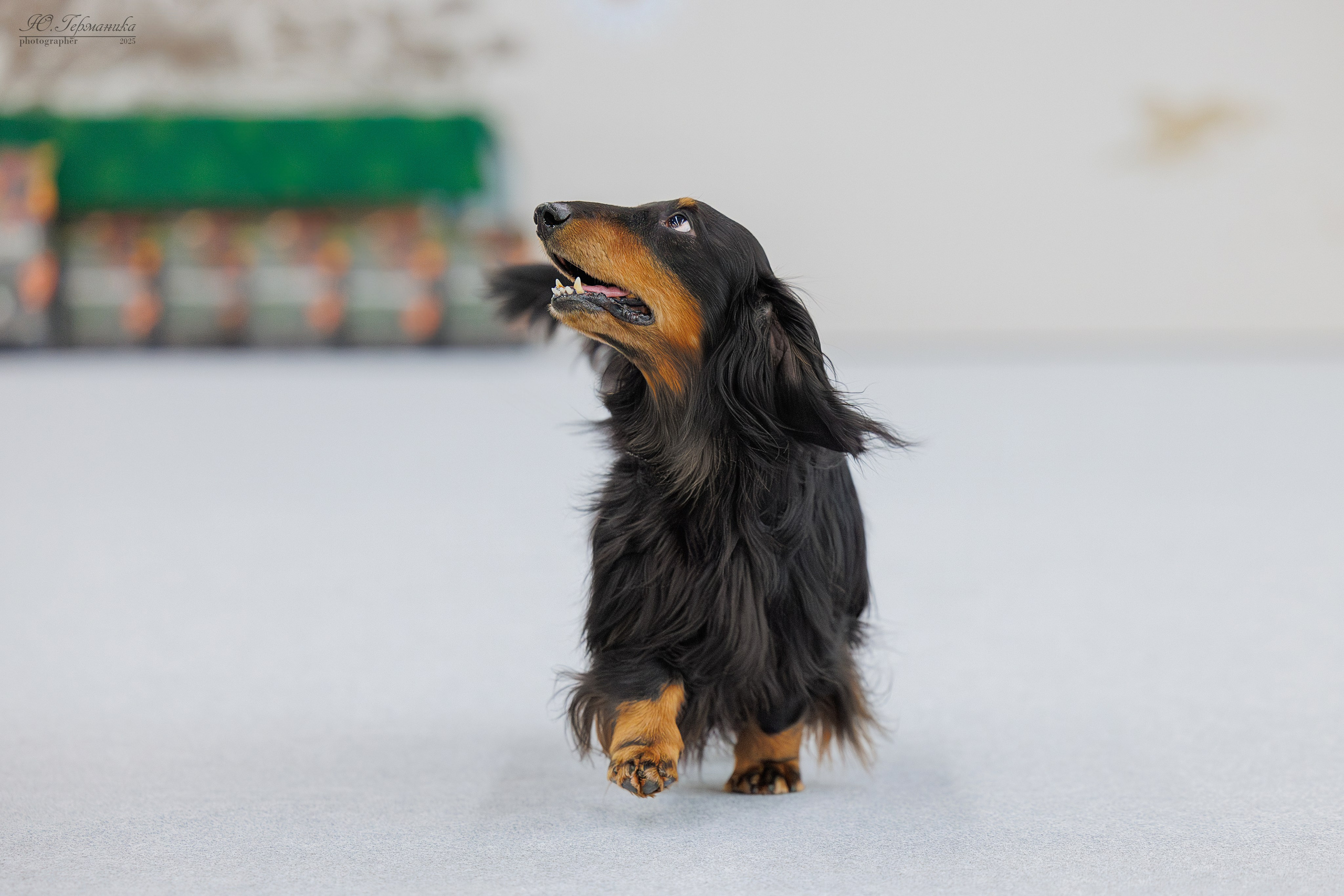 Сабанеевка Казань 25-26.01.2025. Фотограф-анималист Юлия Германика