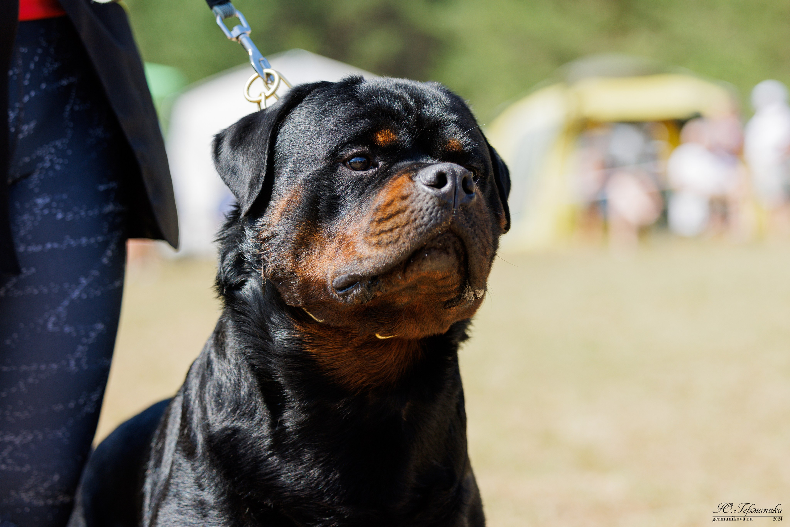 ПК и КЧК ротвейлеры Тверь 6-7.07.2024. Фотограф-анималист Юлия Германика