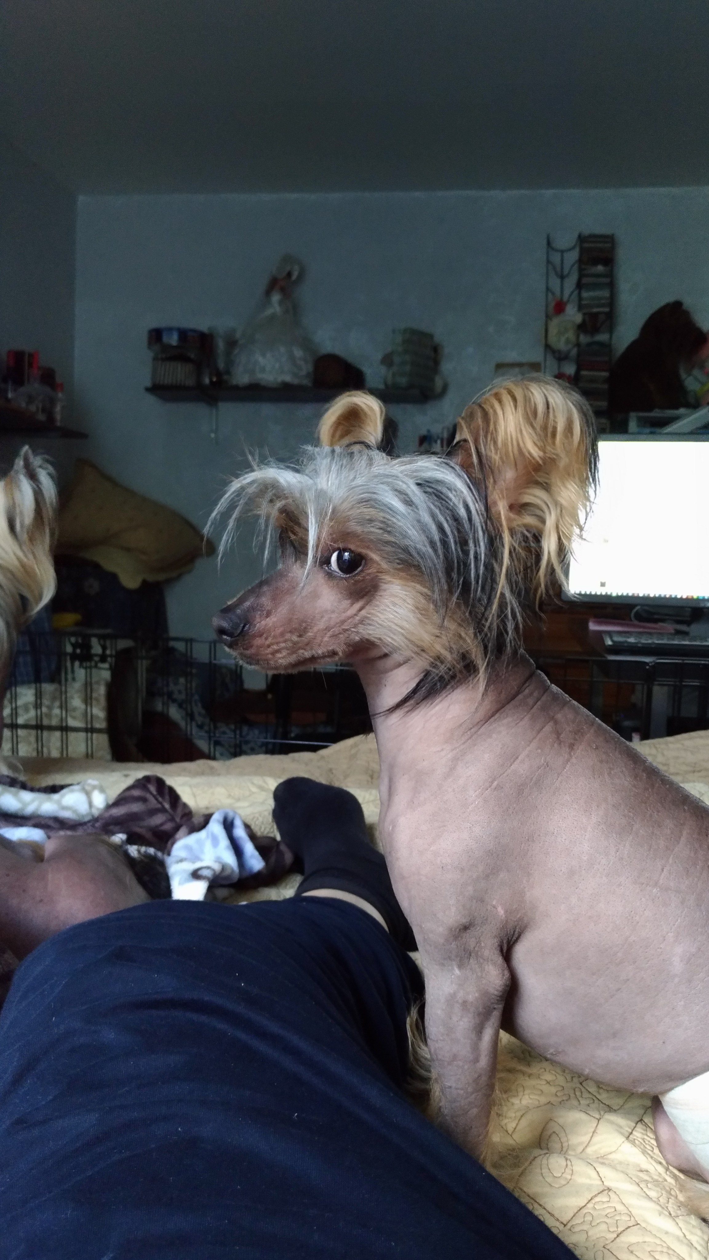 Адамусик милый малыш. Питомник китайских хохлатых собак Poale Ell: купить щенка в питомнике