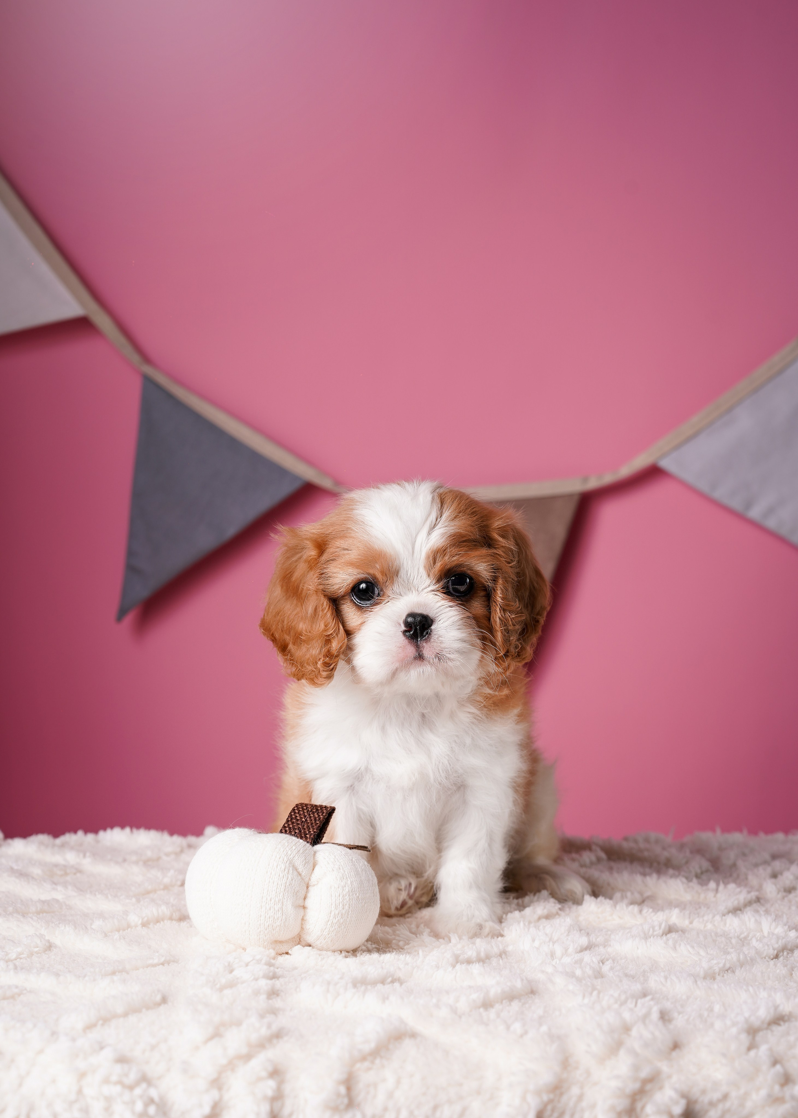 Щенки кавалера. Фотограф-анималист в Санкт-Петербурге Яна Мартынова