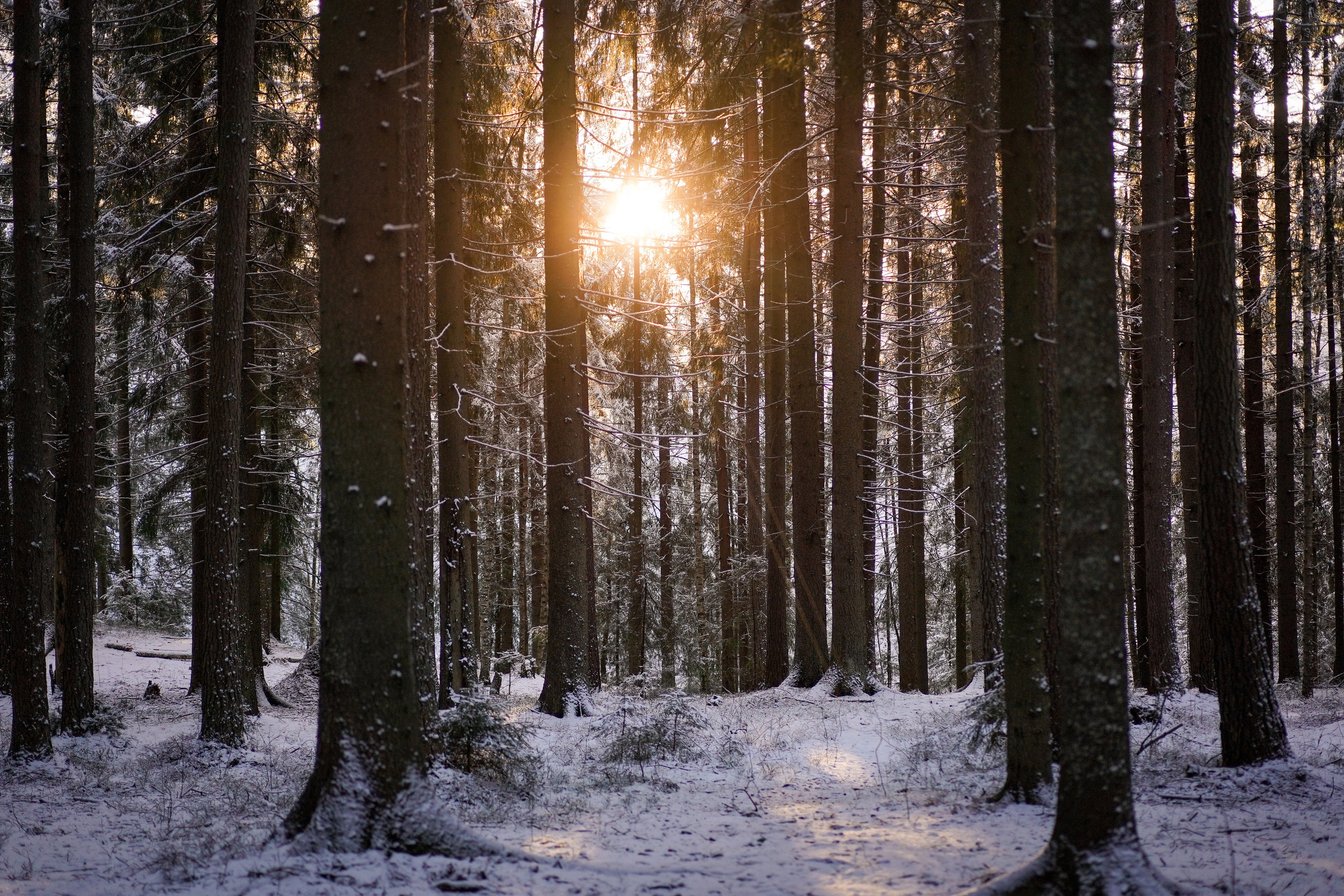 Панда зимний лес. Фотограф-анималист в Санкт-Петербурге Яна Мартынова