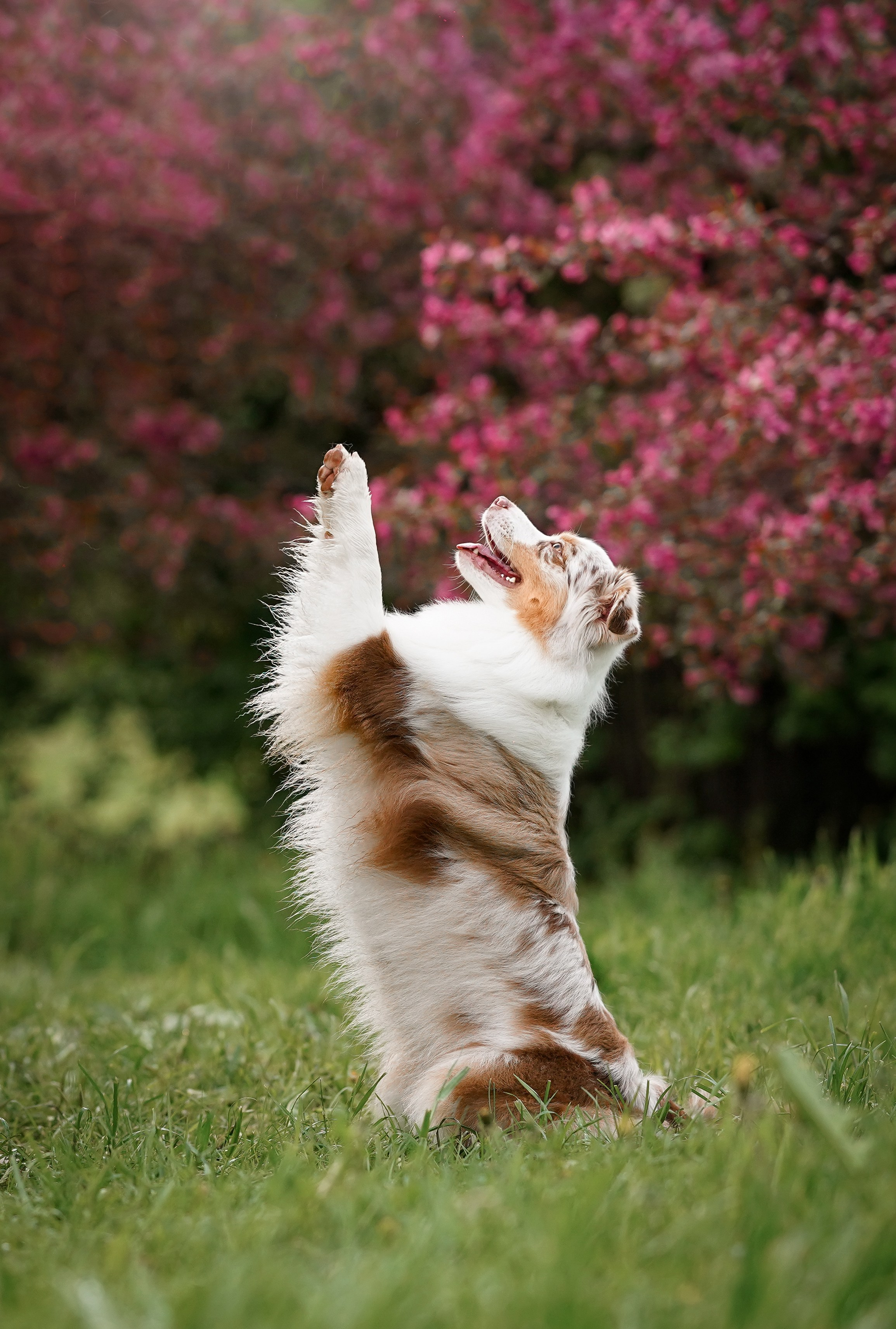 Панда в Яблоневом саду. Фотограф-анималист в Санкт-Петербурге Яна Мартынова