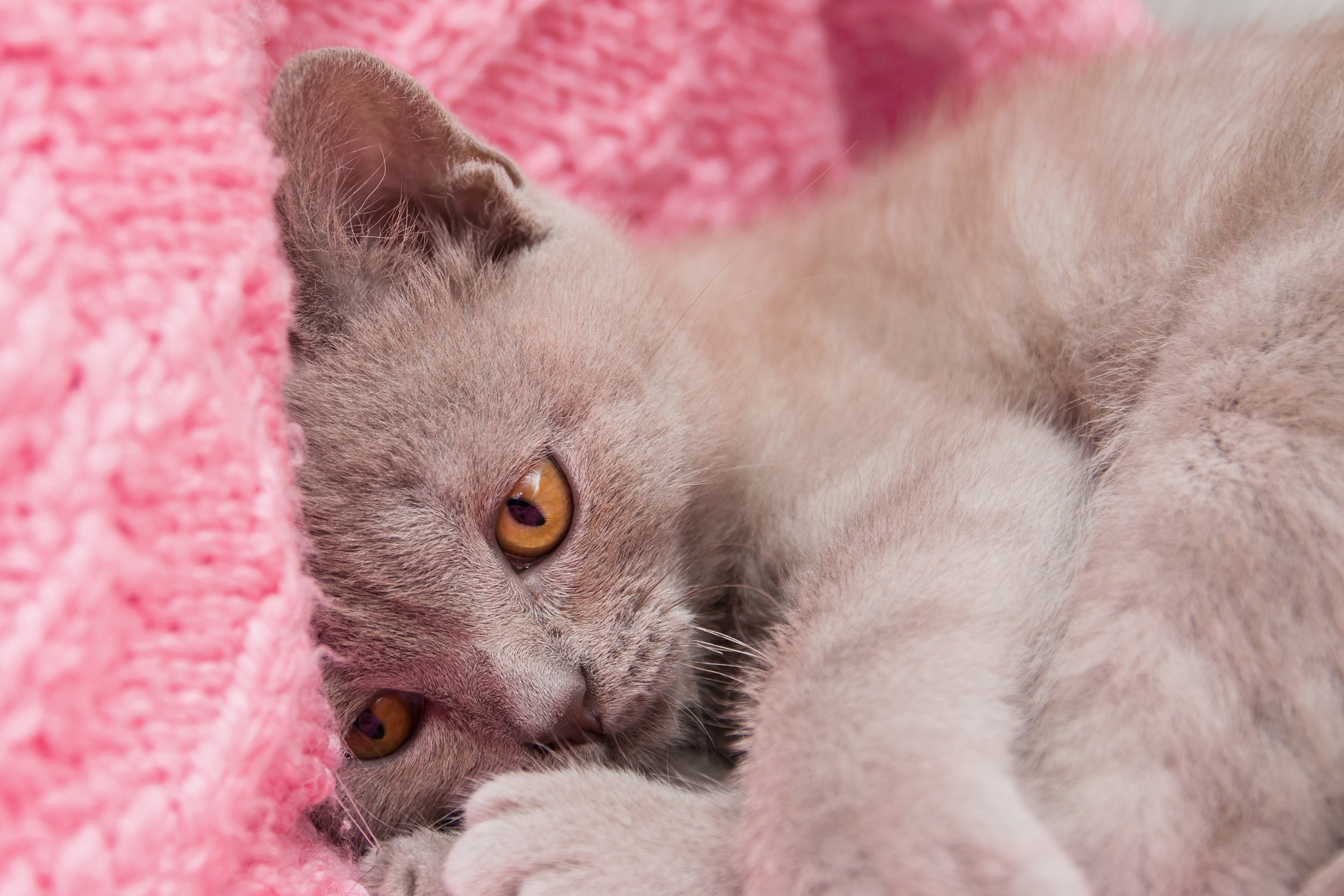 Профессиональная фотосъёмка домашних животных в Донецке, Макеевке. Фотограф Татаринов Андрей (Донецк / Макеевка)