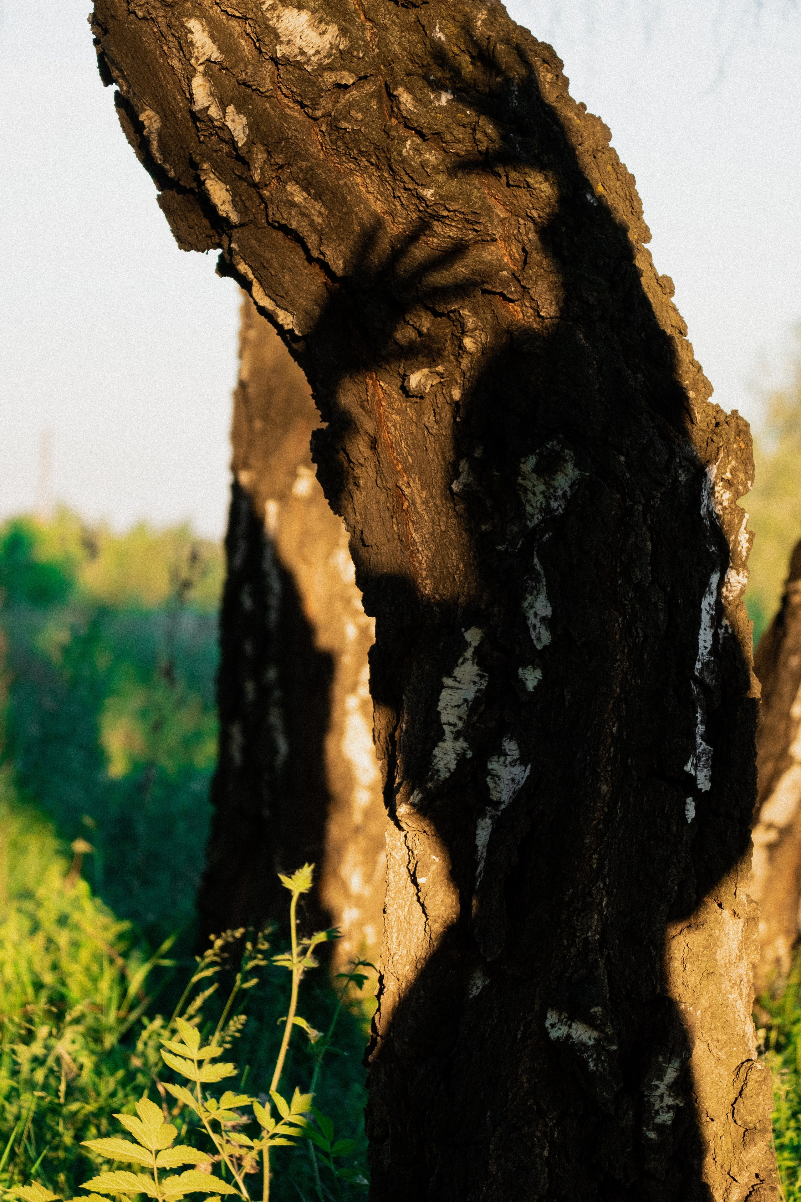 Алина & Алёна. Фотограф |Герасимова София