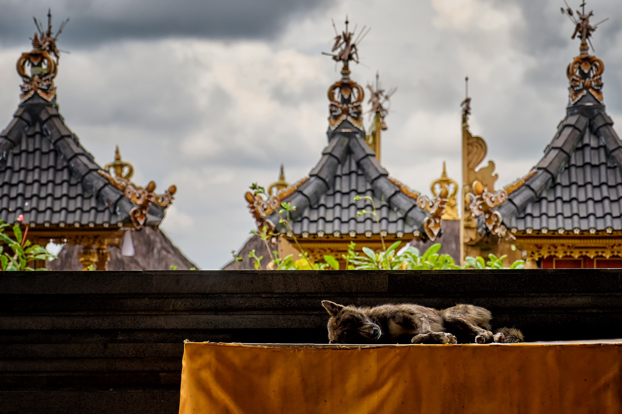 Жизнь, люди, стрит, вокруг, животные, на улице. Яркие фото на Чёрном море