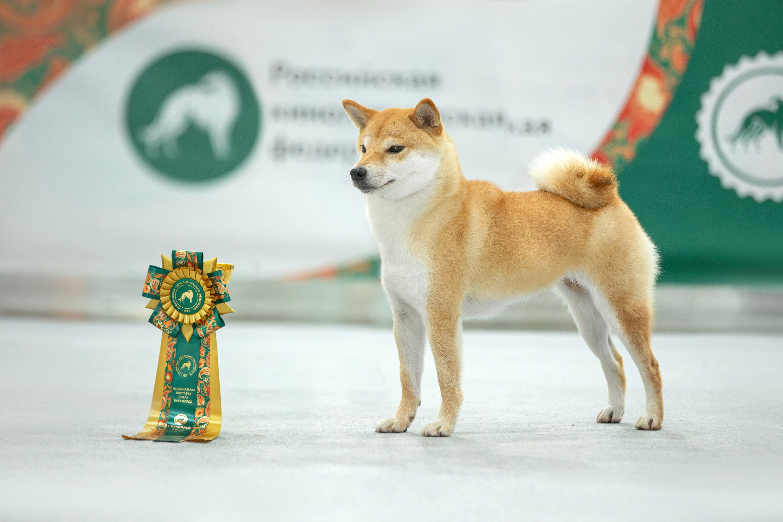 Евразия 2023. Фотограф анималист в Москве Майорова Евгения