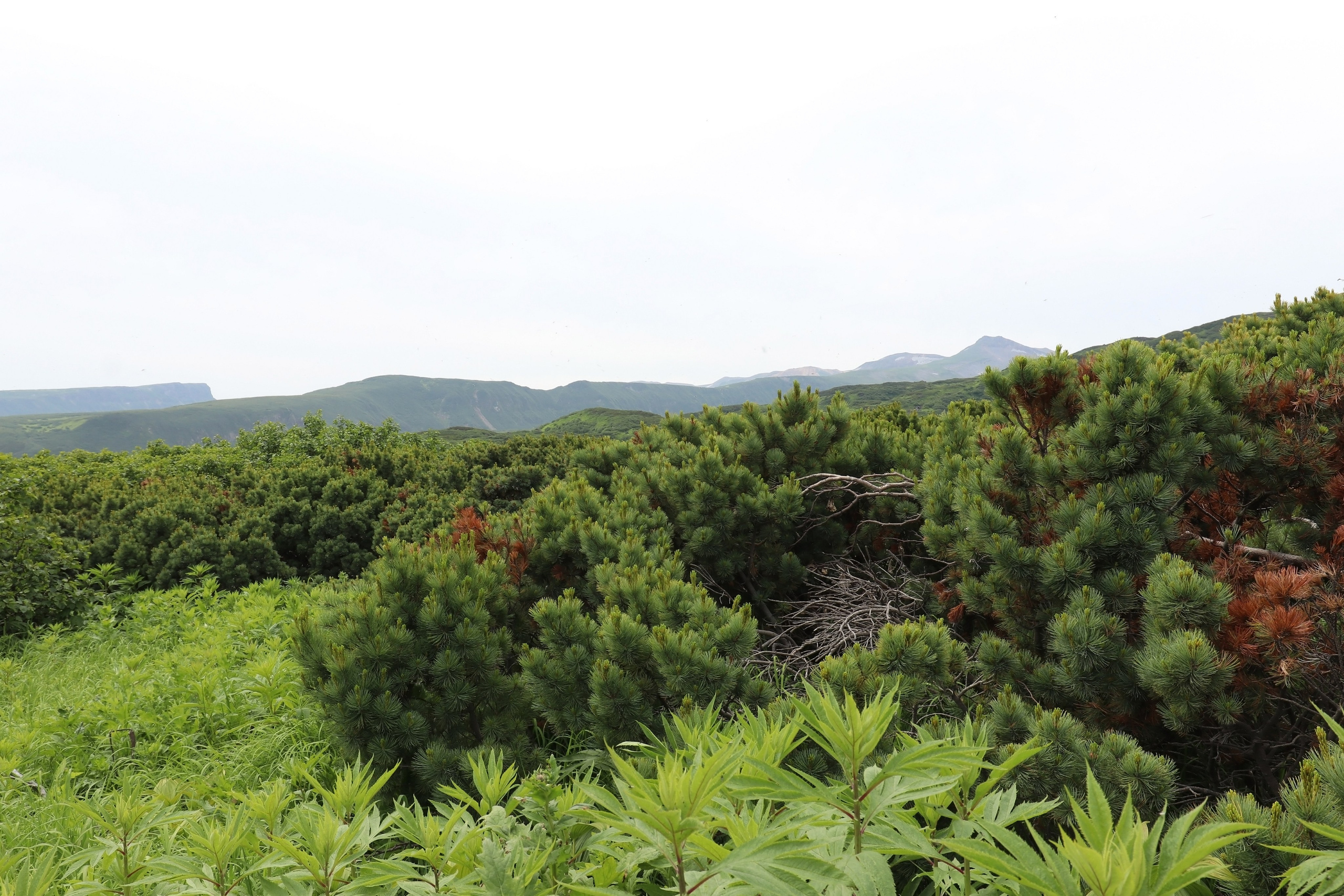 Камчатка и о. Парамушир. Июль 2024. Путешественник-фотограф из Санкт-Петербурга Татьяна Свистулина
