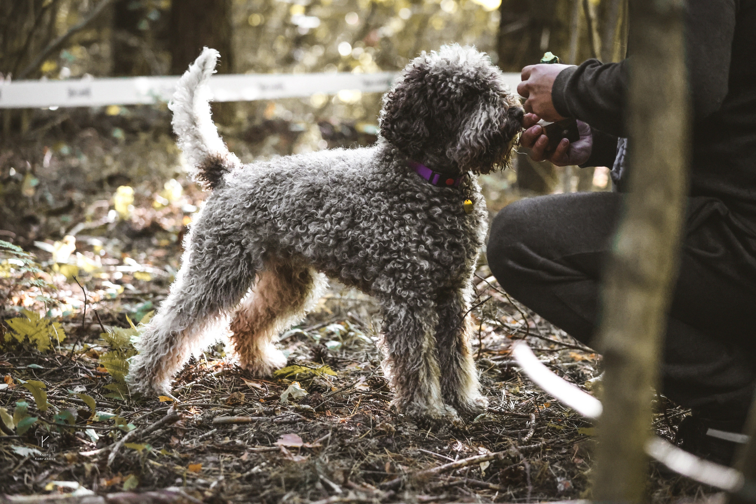 Анималистика. Репортаж. Индивидуальная съемка