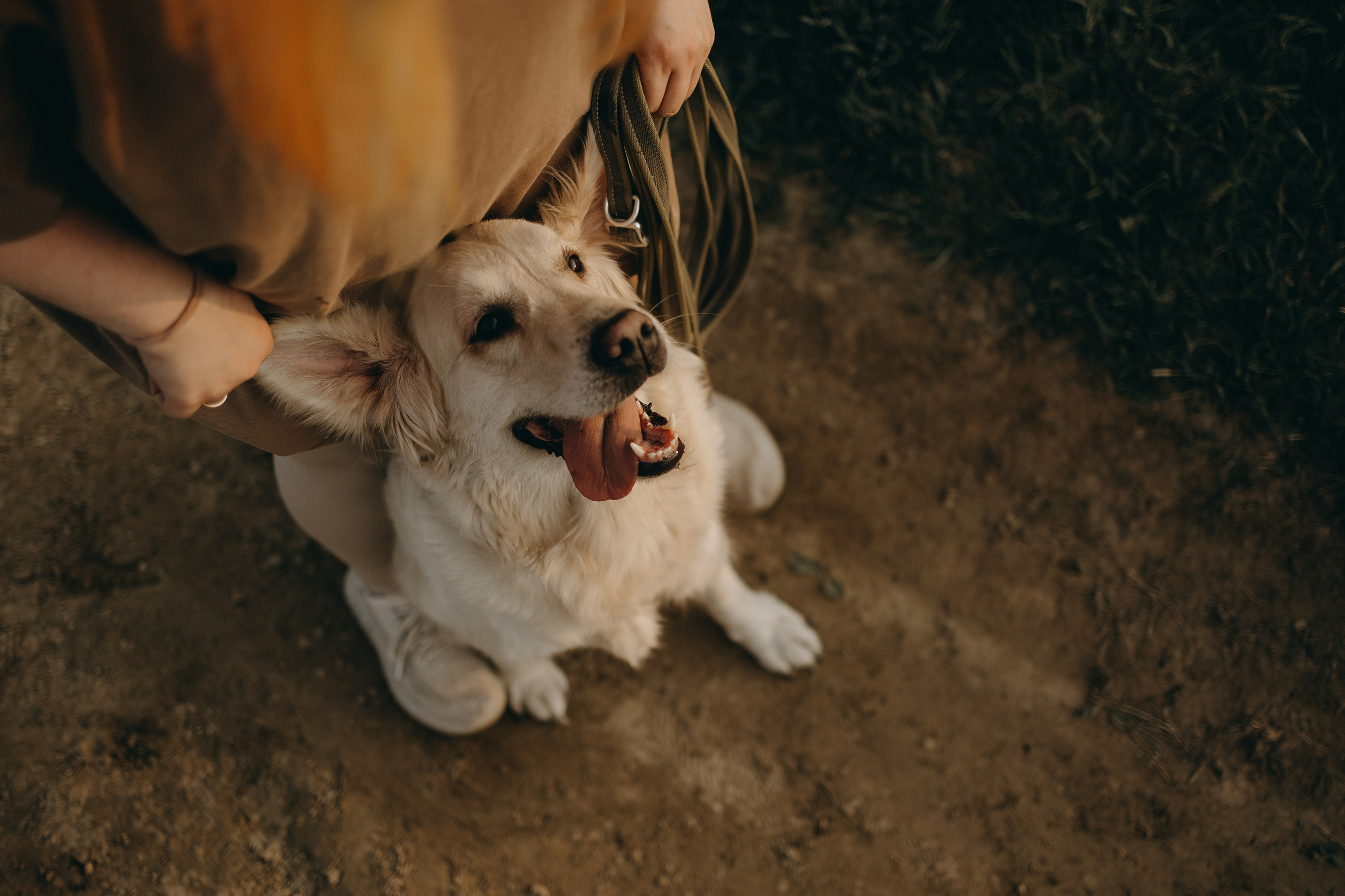 Милка и ребята. Фотограф — Анималист | Санкт-Петербург