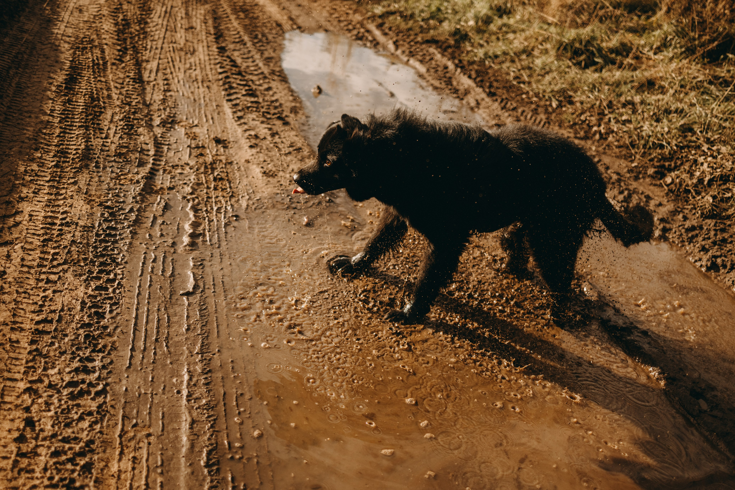 Лора и Джанго. Фотограф — Анималист | Санкт-Петербург