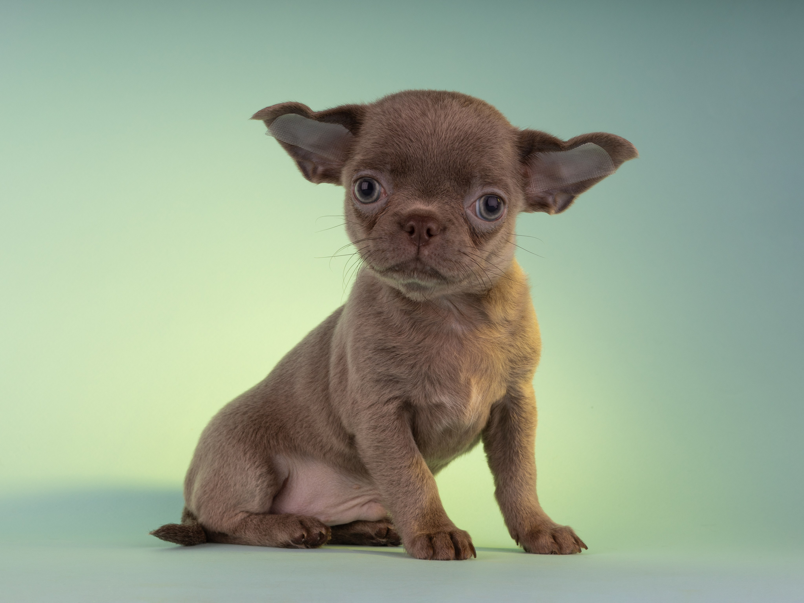 Чихуахуа (студия). Фотограф-анималист в Москве, МО и Владимире